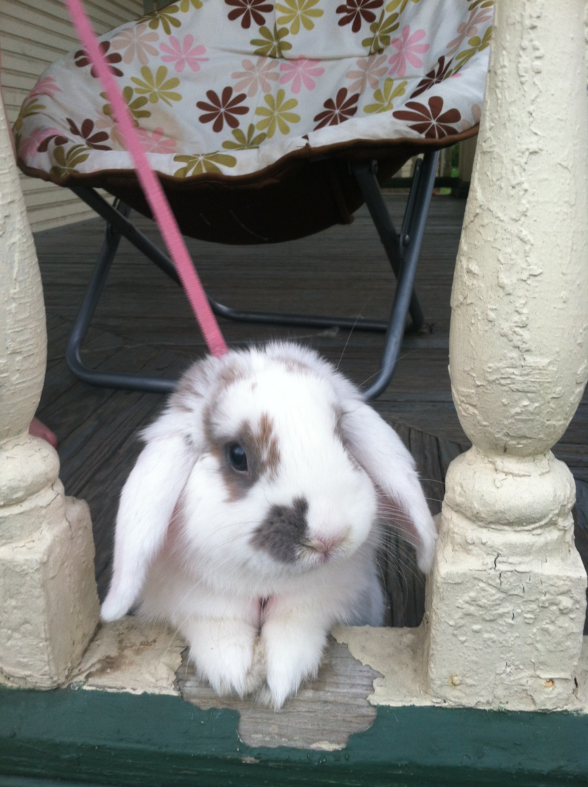 Bunny Looks Out at the Big, Wide World from Her Porch