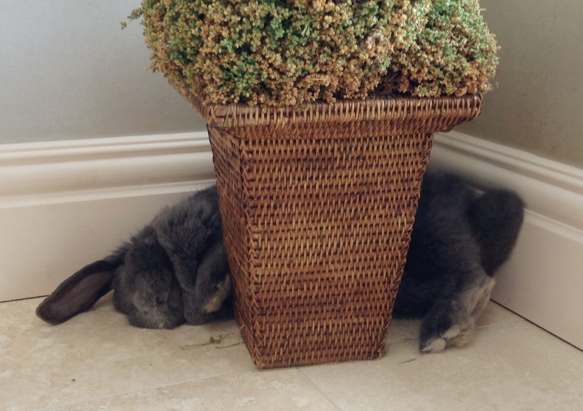 Bunny Sleeps Hugging the House Plant