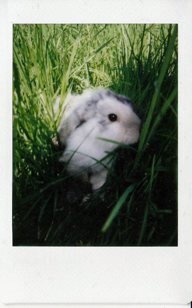 Explorer Bunny Combs through the Grass and Finds a Tasty Dandelion 1