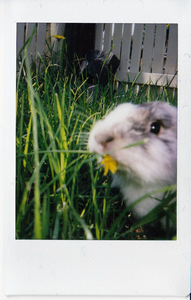 Explorer Bunny Combs through the Grass and Finds a Tasty Dandelion 2