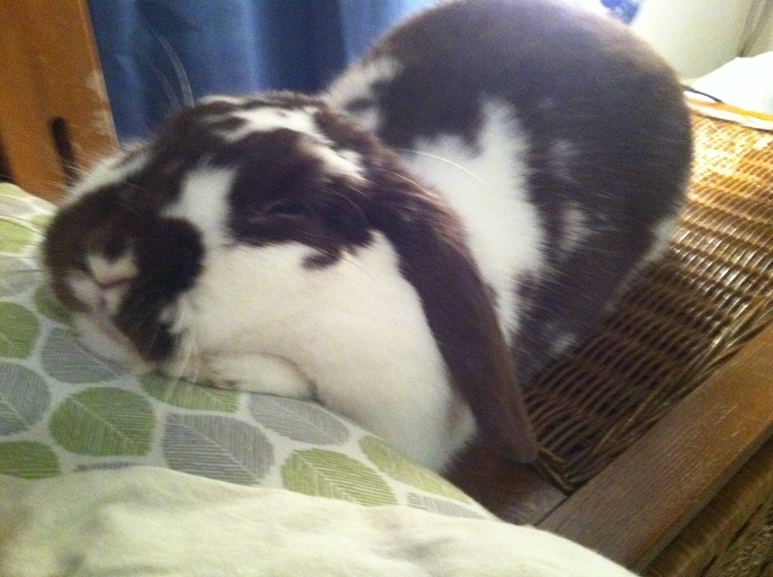 Bunny Can't Decide If She Wants to Be on the Bed or the Table, So She Goes for Both