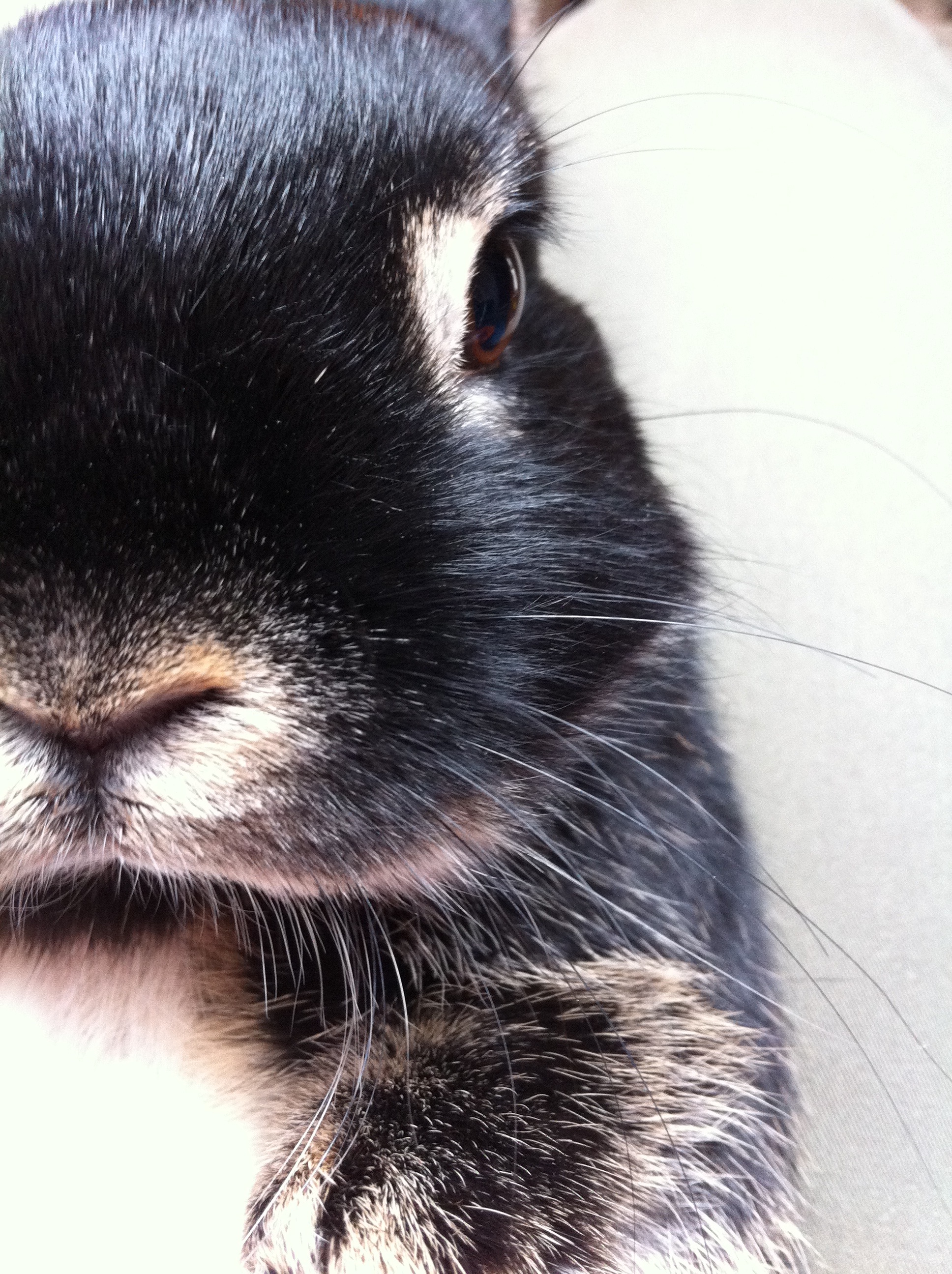 Bunny's Close-Up Portrait
