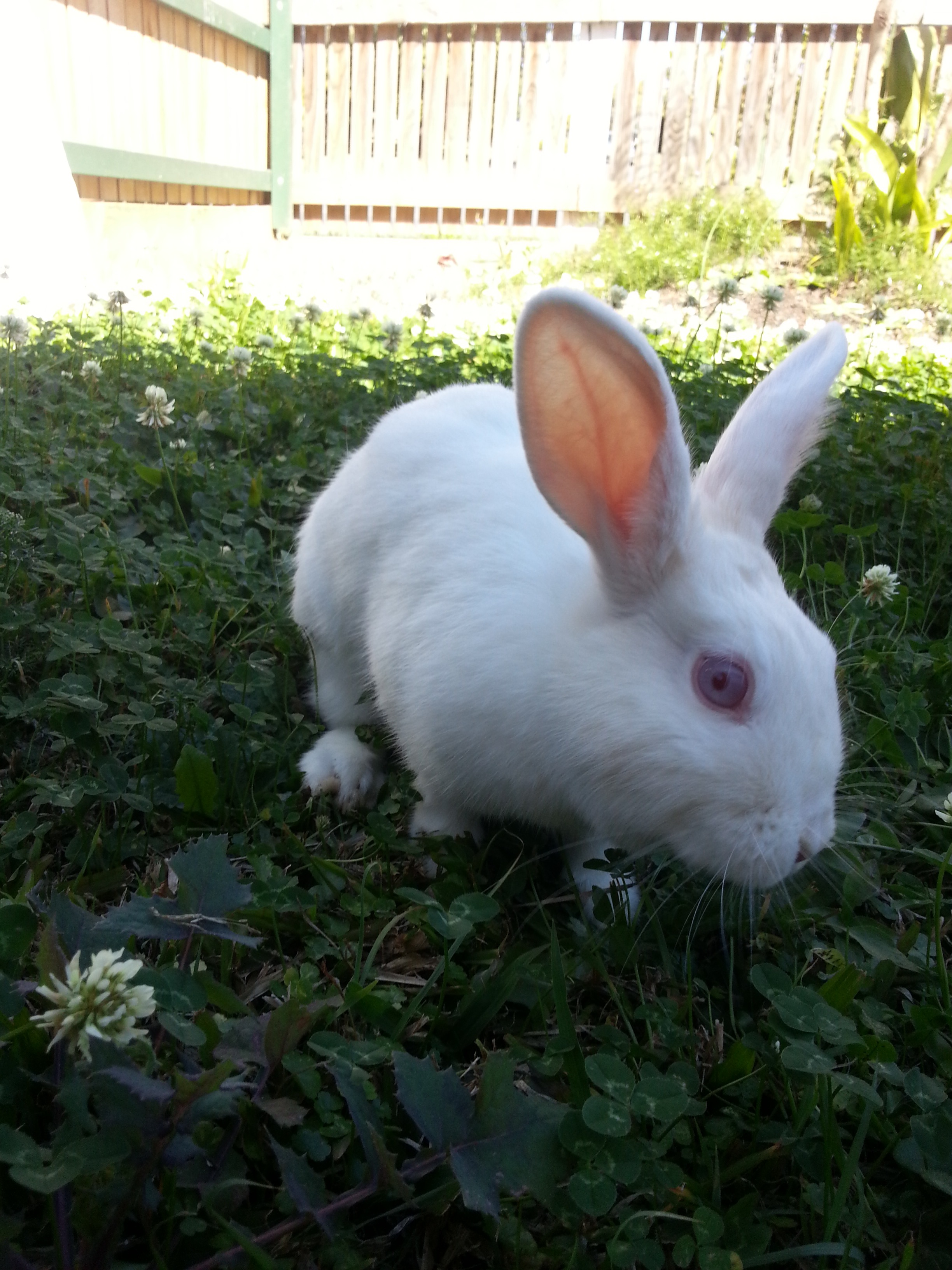 Bunny Sniffs All the Greenery in the Yard