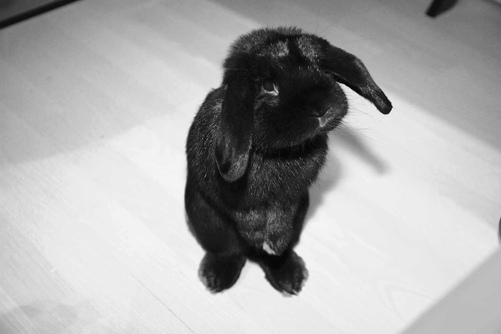 Bunny Stands Up for a Treat