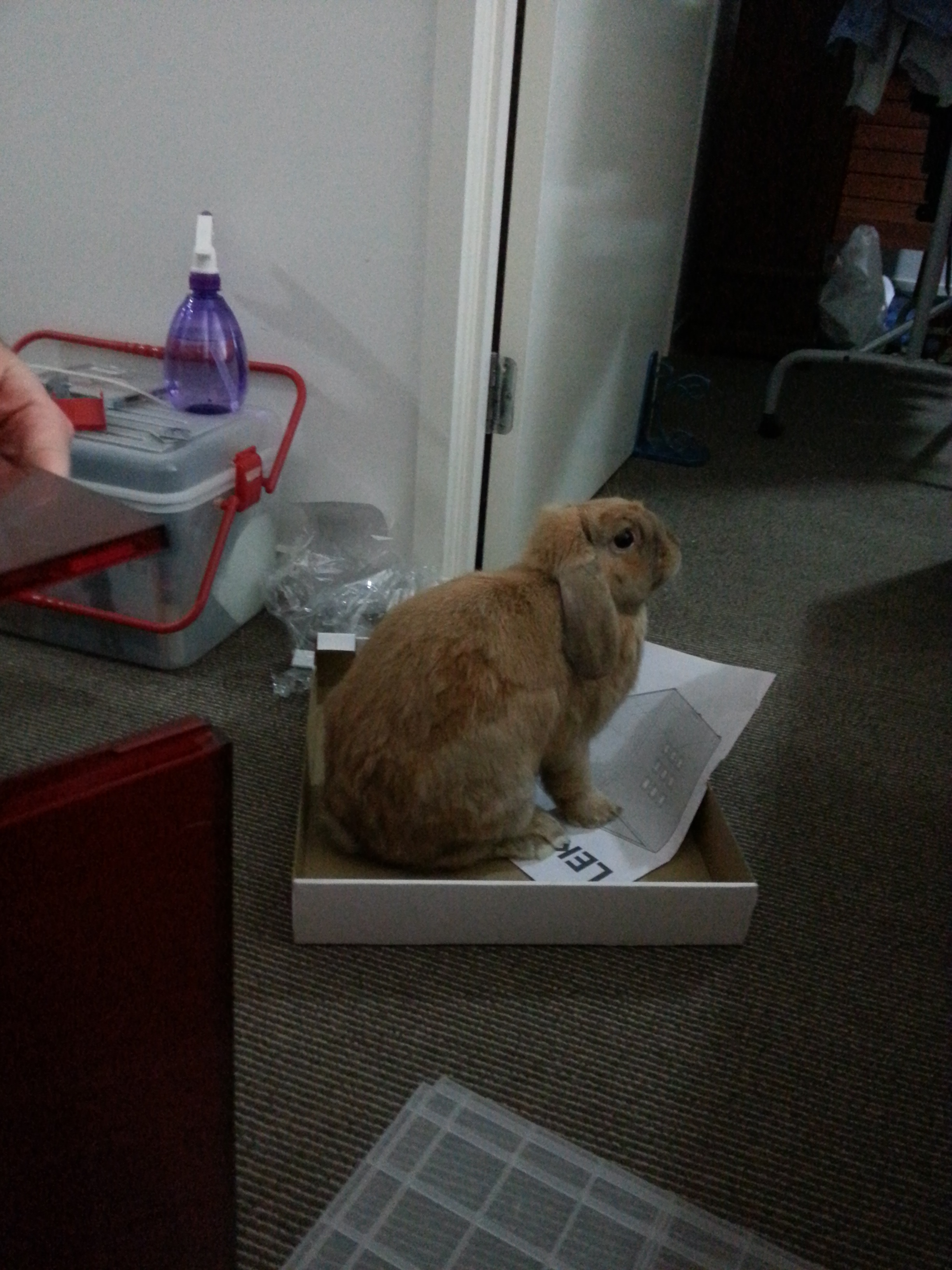 Bunny Helps Her Human Put Together the Ikea 3