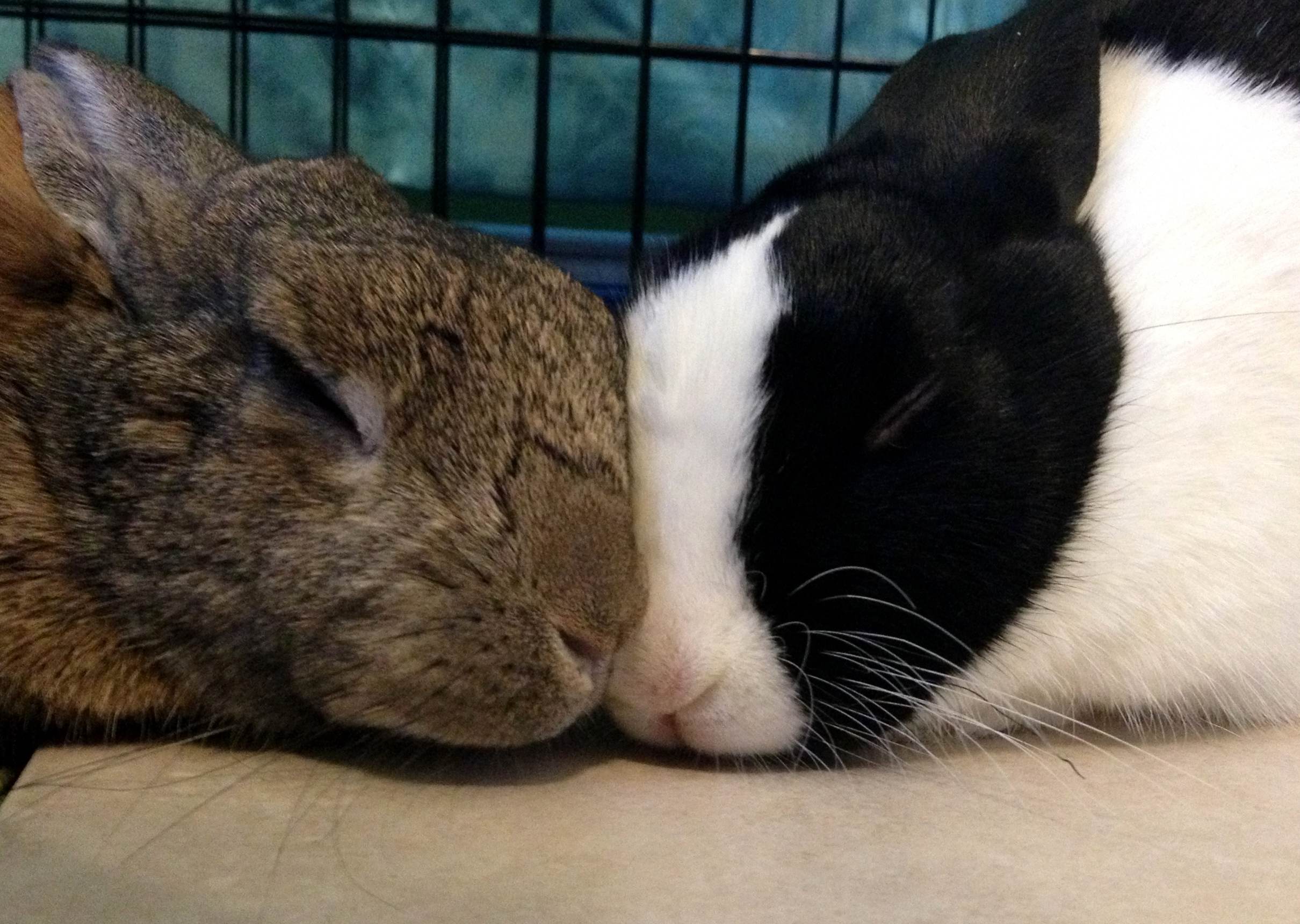 Bunnies Have a Sweet Snuggle