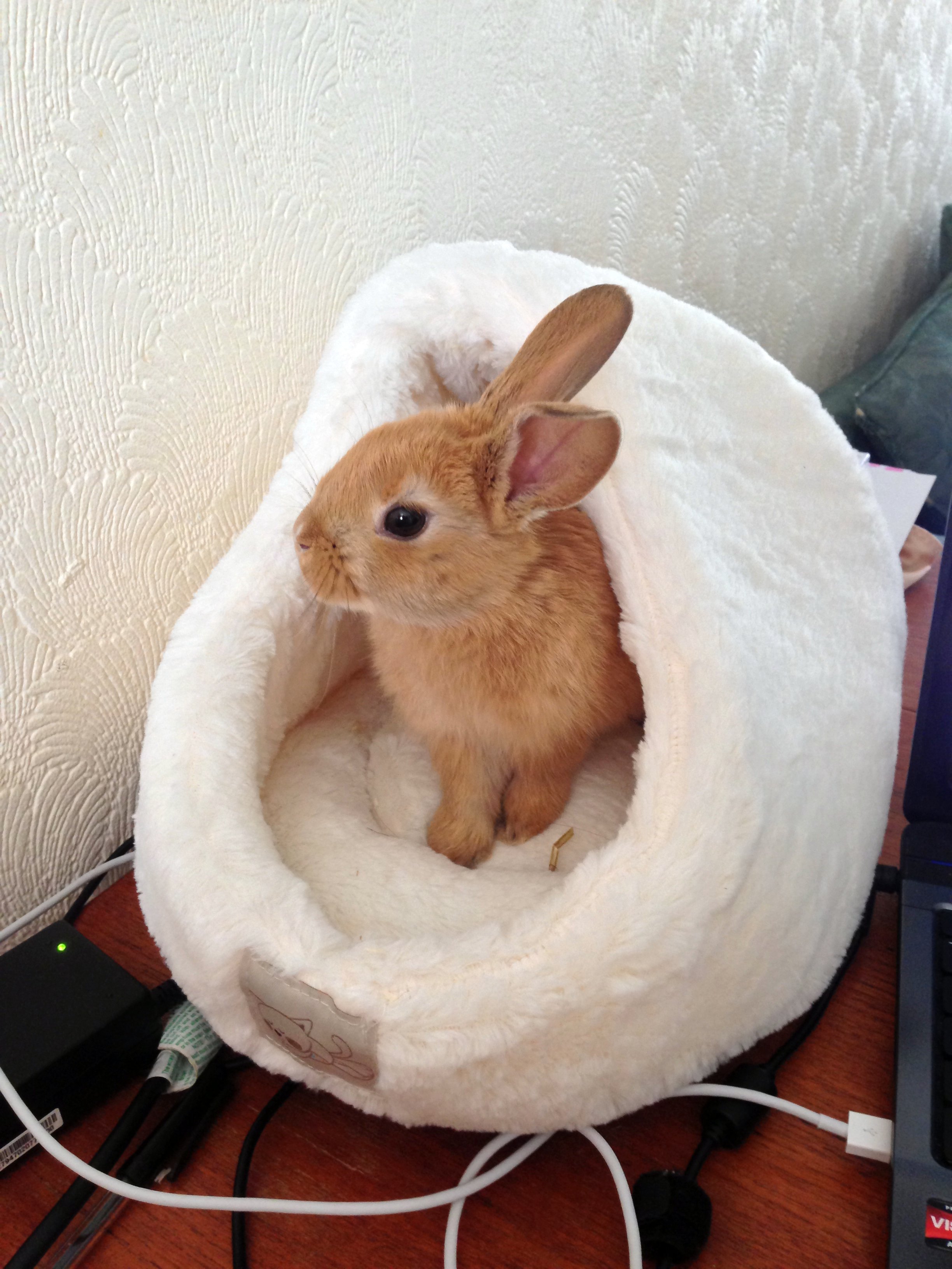Bunny Has a Bed on Her Human's Desk So She Can Supervise from a Place of Comfort 1