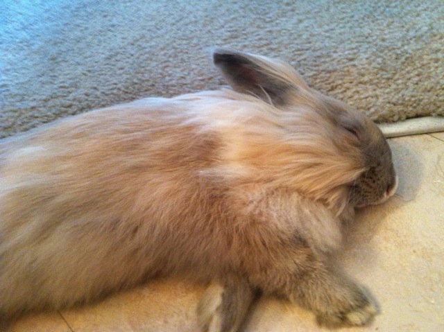 Flopped Bunny Naps without a Care in the World 1