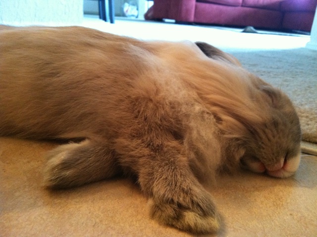 Flopped Bunny Naps without a Care in the World 2