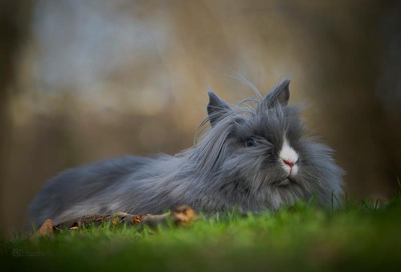 Bunny Rests in the Grass and Enjoys the Breeze in Her Fur