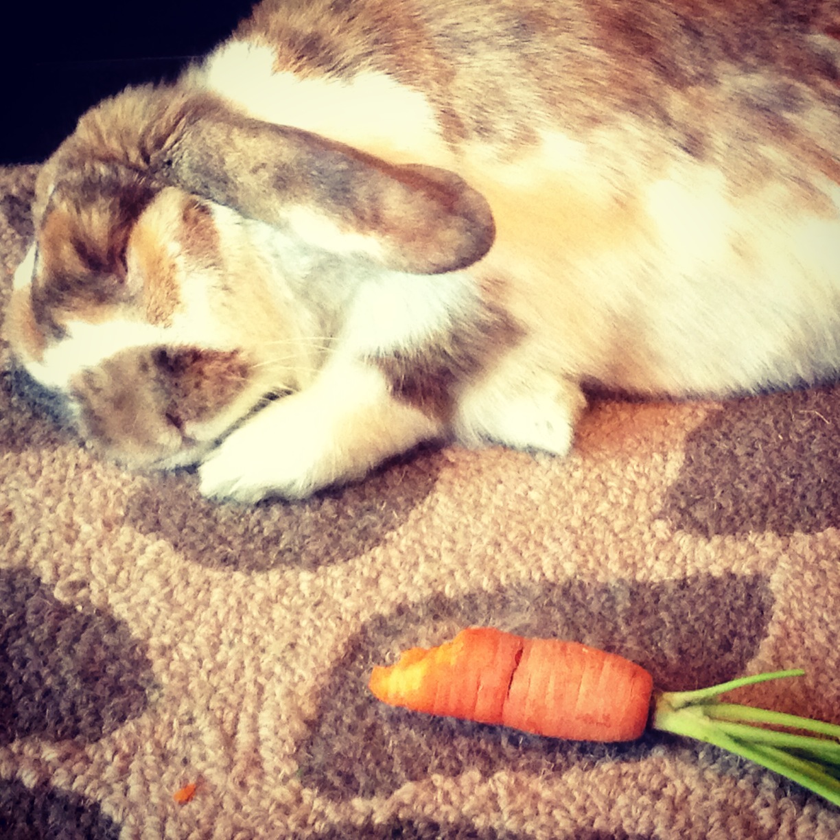 Sleeping Bunny Dreams of Carrots