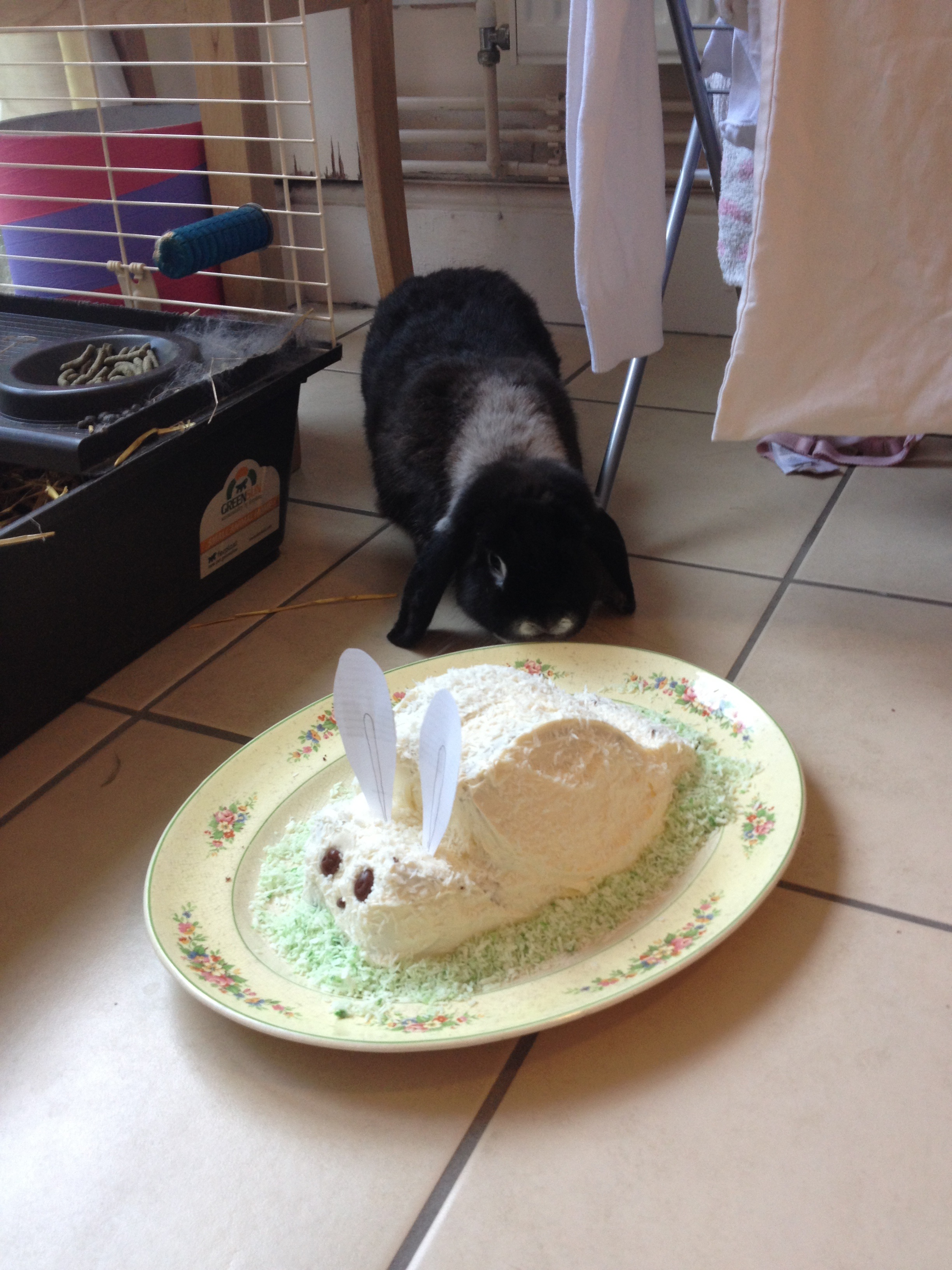 Bunny Is Puzzled by This New Bunny-Shaped, Sweet-Smelling Thing