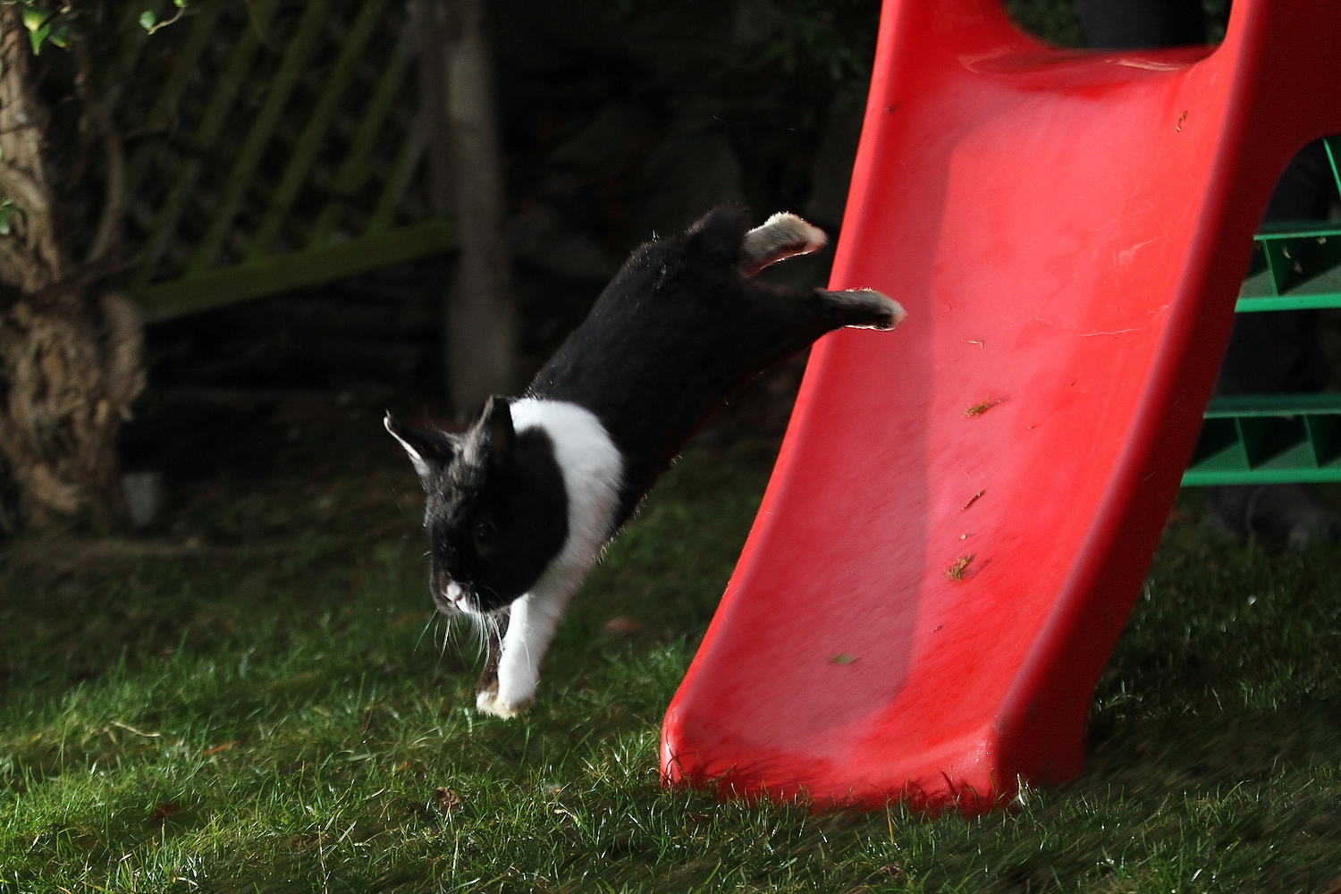 Bunny Takes a Flying Leap Off the Slide