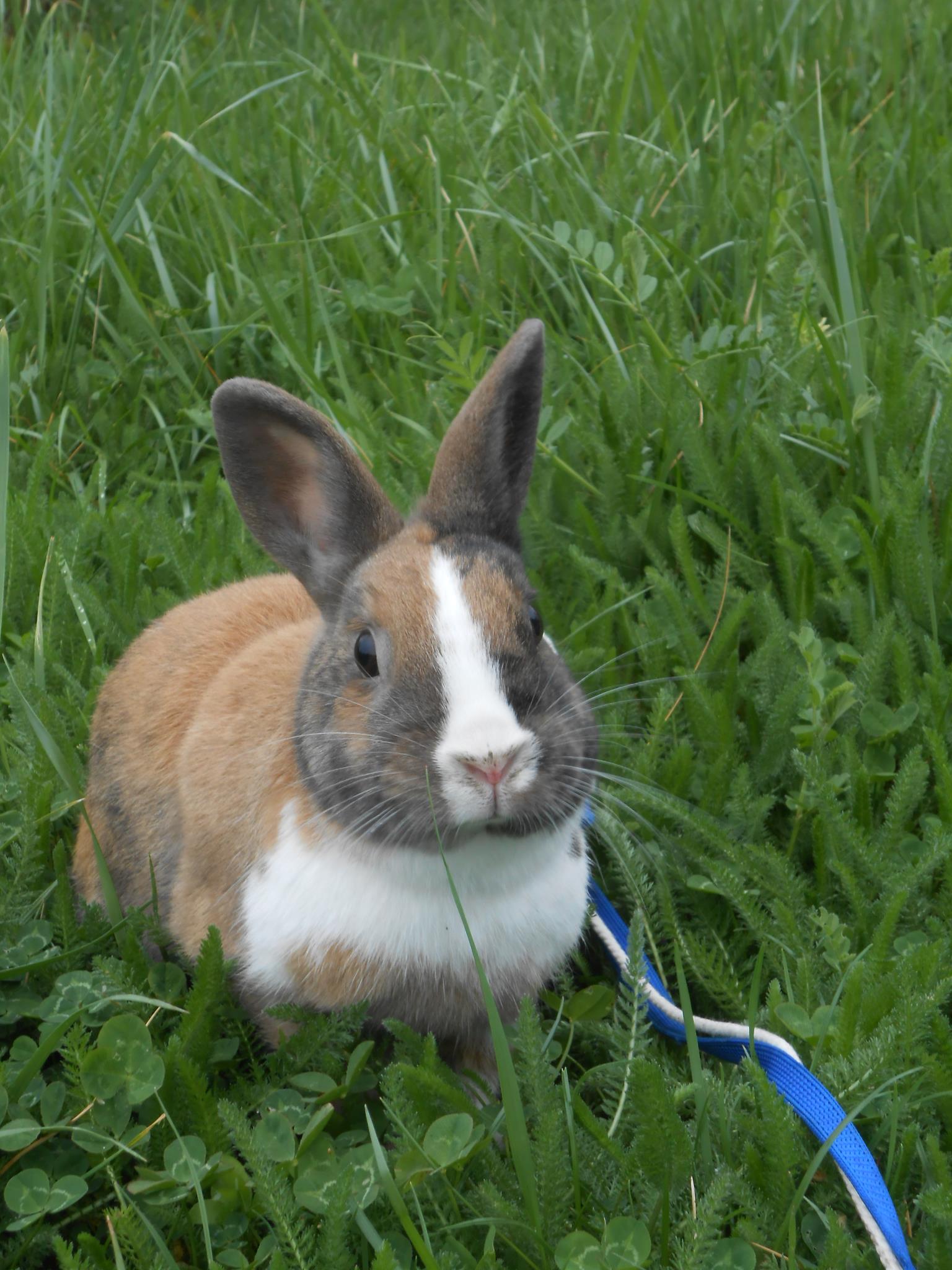 Bunny Stops Exploring Long Enough to Pose for a Photo
