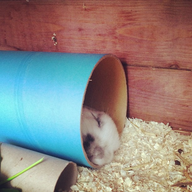 Shhh: Bunny Is Asleep in His Cardboard Tube