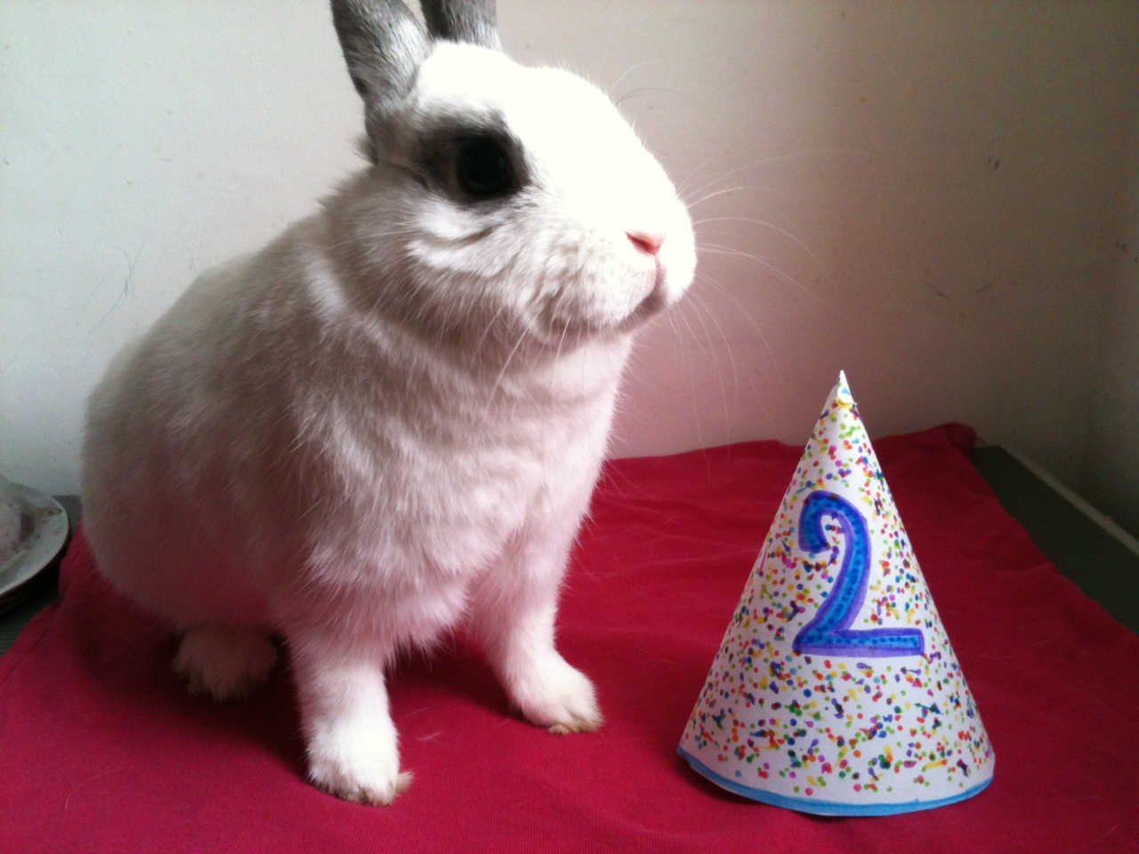 Bunny Gets a Special Birthday Hat Made for Him