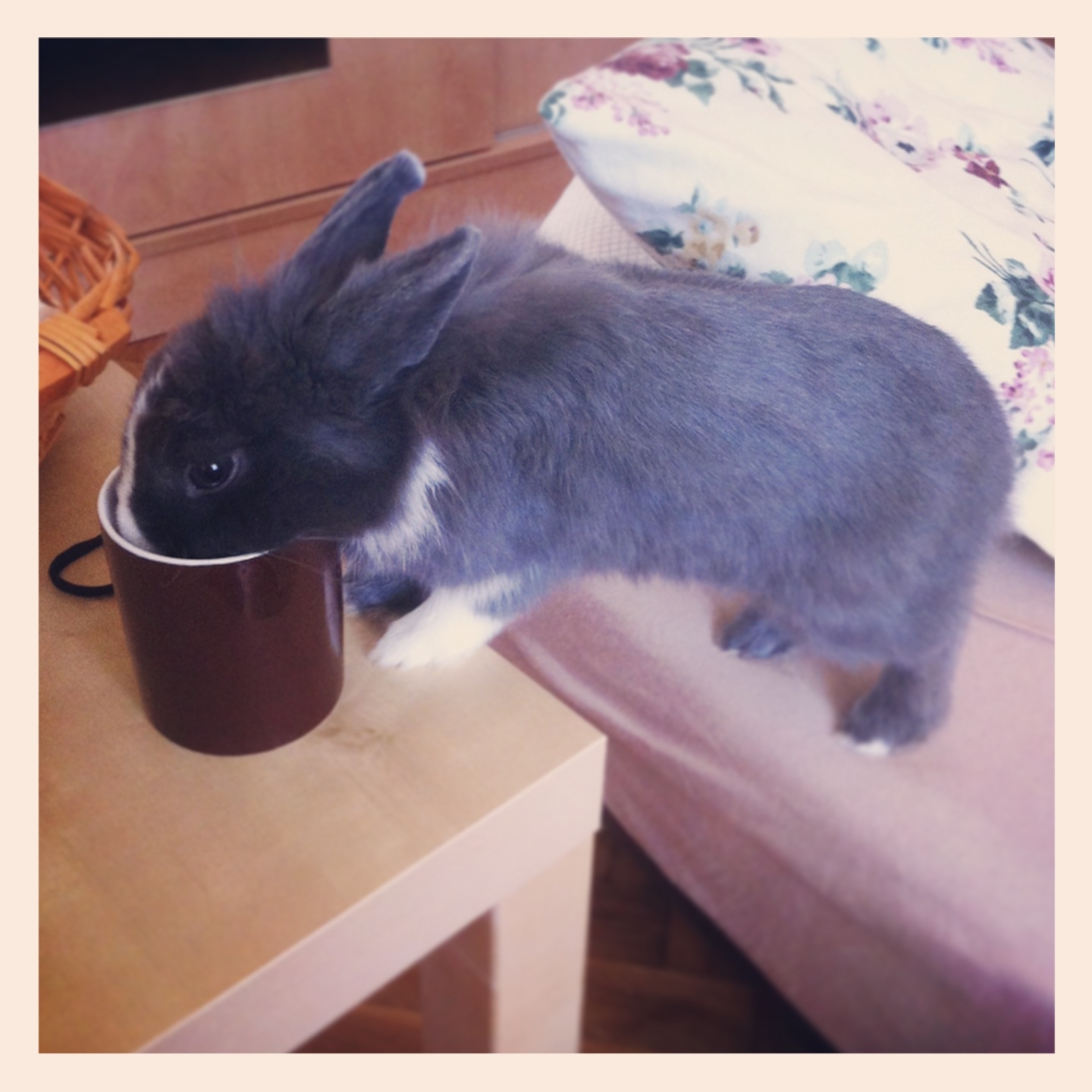 Curious Bunny Decides to Find Out What’s in Human’s Mug 2