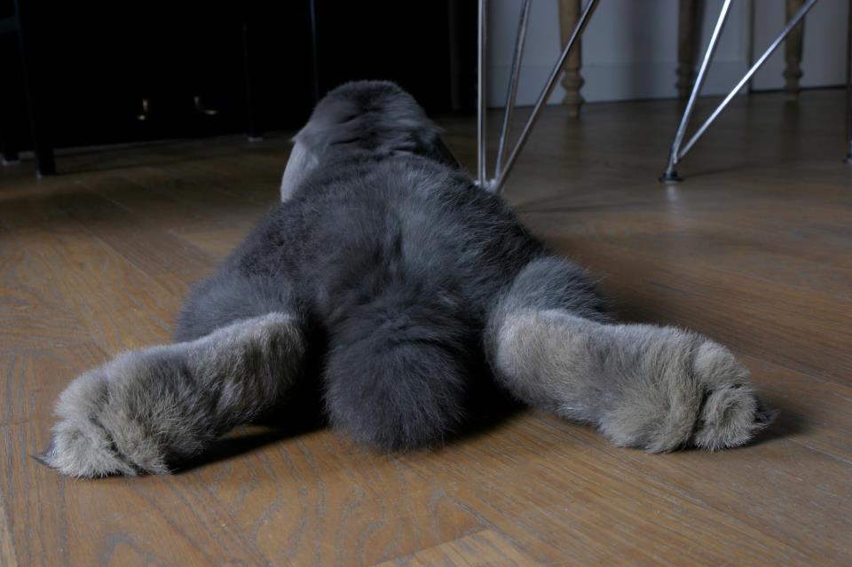 See the Fuzzy Feet and Tail of a Relaxed Bunny