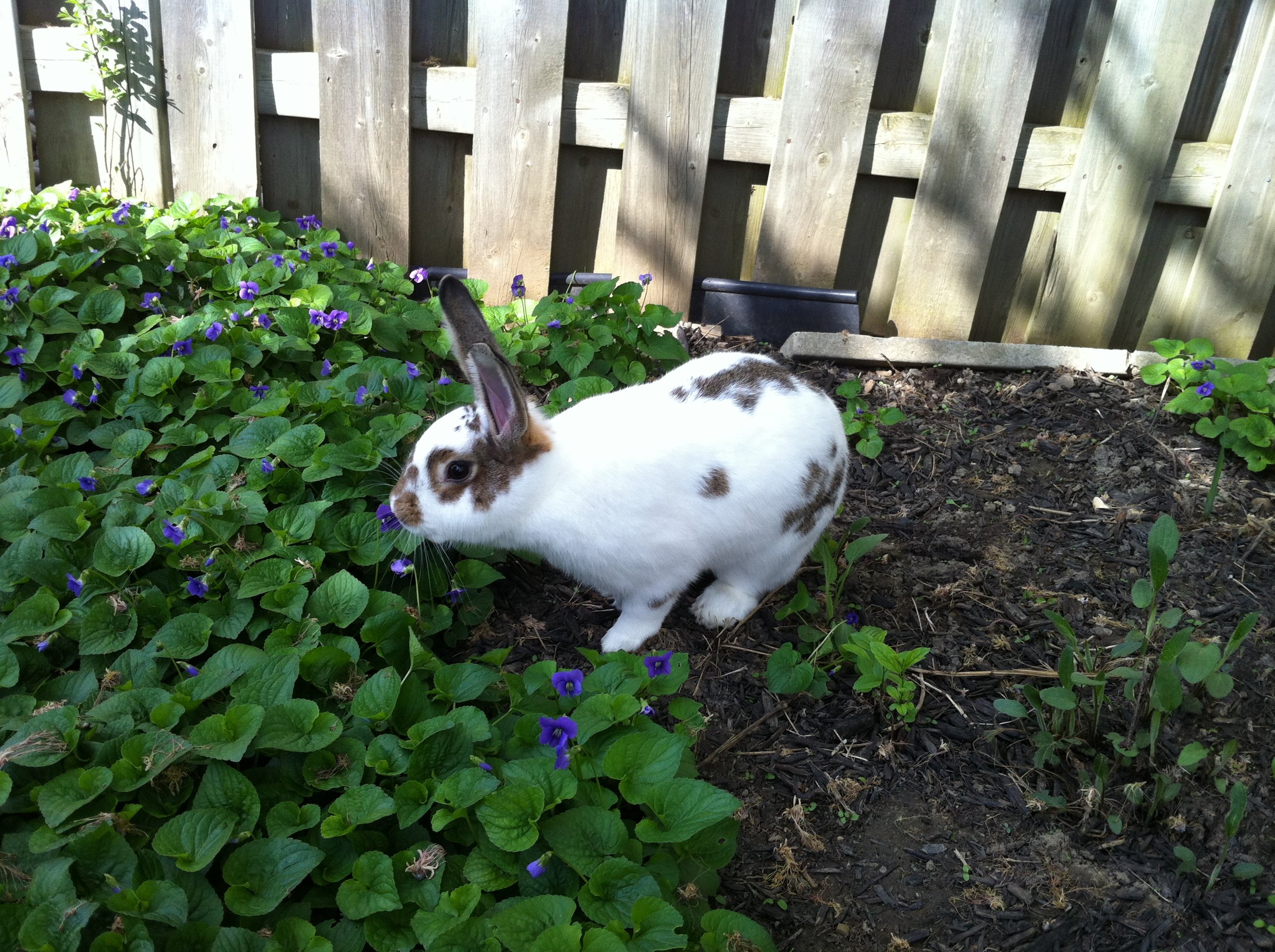 Botanist Bunny Identifies a Flower by Its Scent