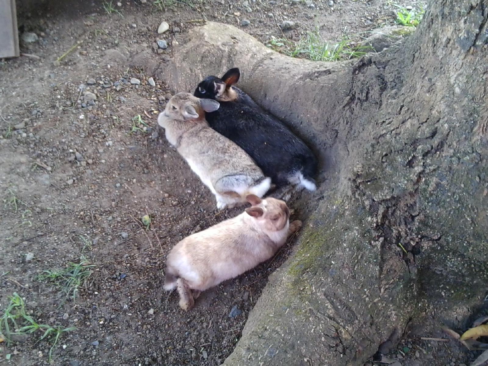 Bunnies Make Themselves Comfortable under the Mango Tree and Wait for the Fruit to Fall
