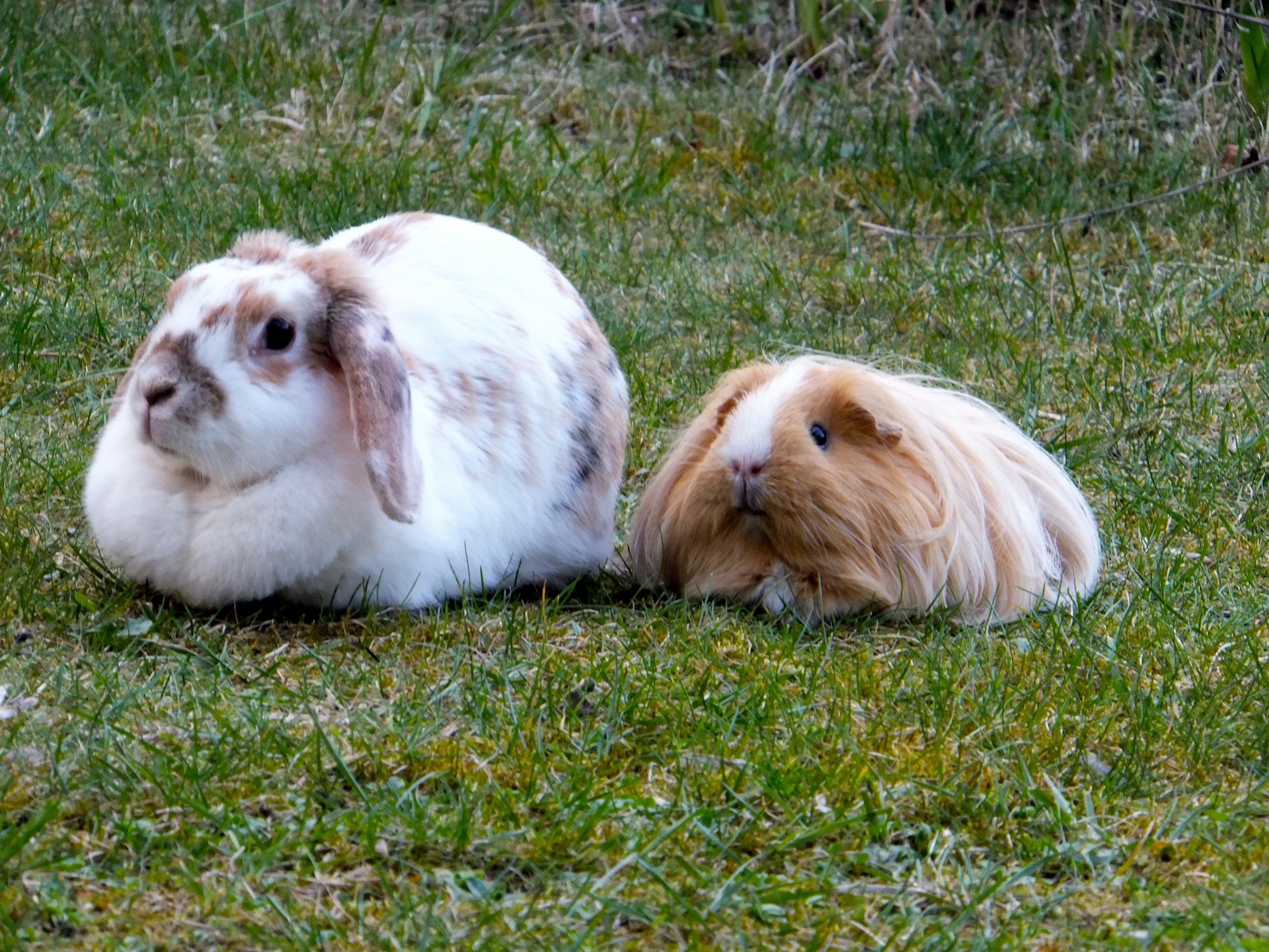 Bunny and Her Guinea Pig Friend Relax Together in the Garden