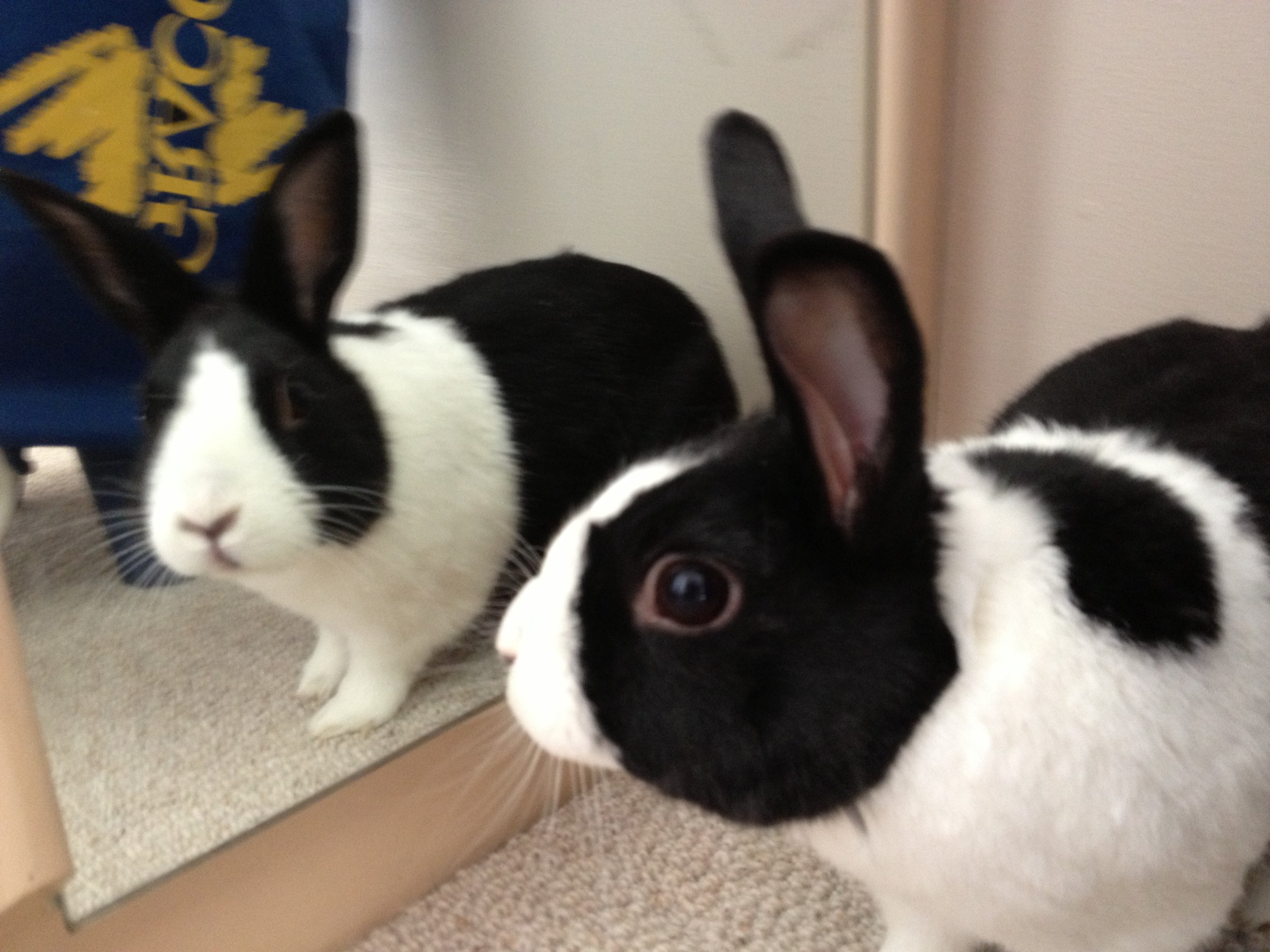 Bunny Is Suddenly Distracted by the Sight of a Very Handsome Bun