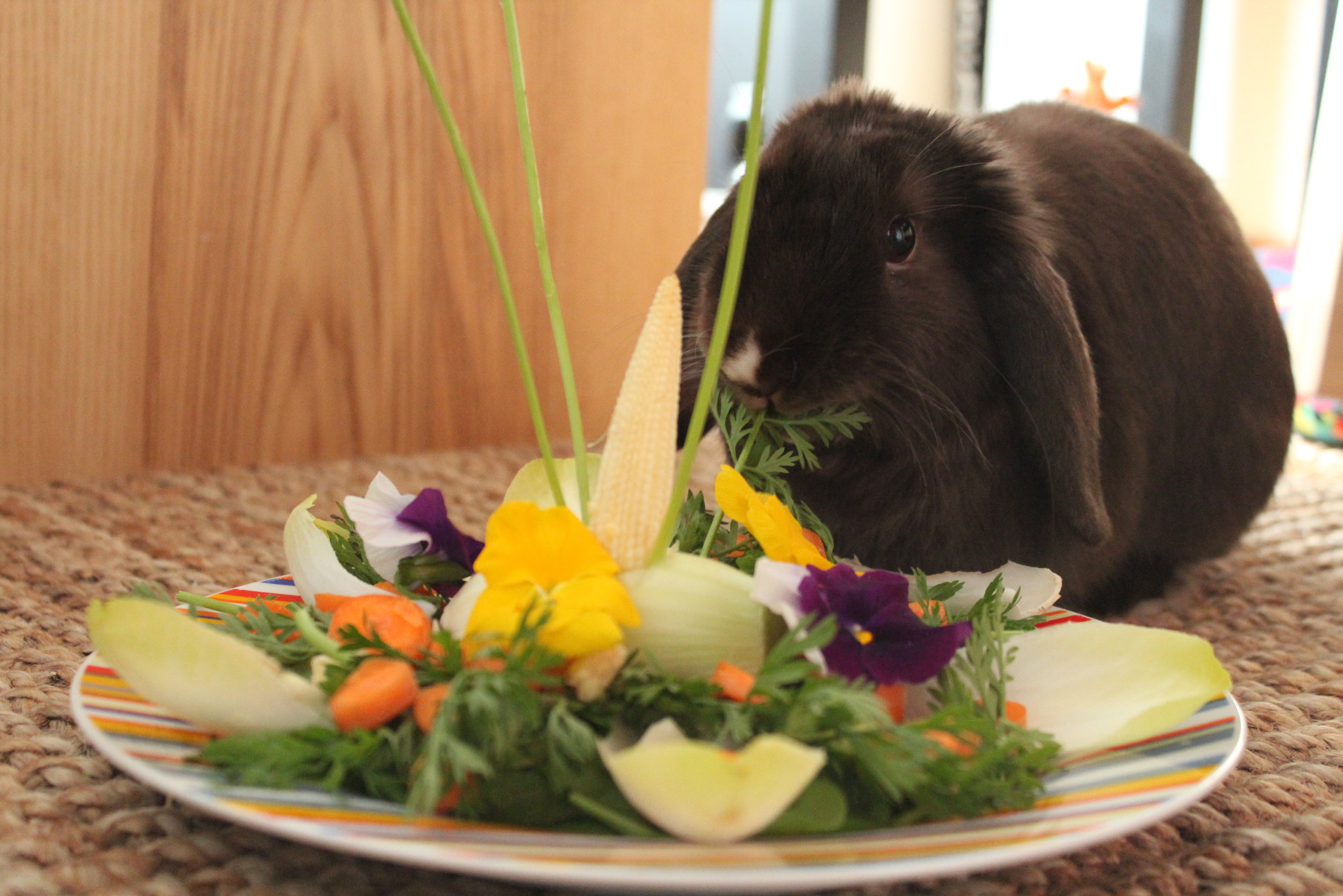 Bunny Gets a Special Meal for His Birthday 3