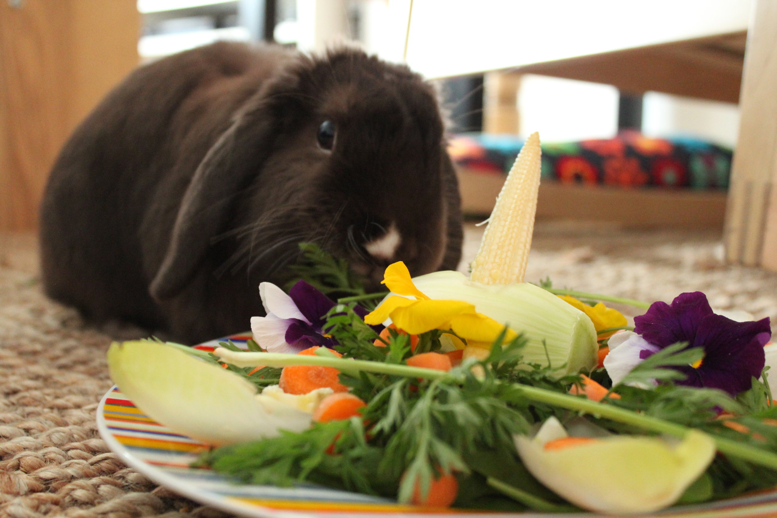 Bunny Gets a Special Meal for His Birthday 2