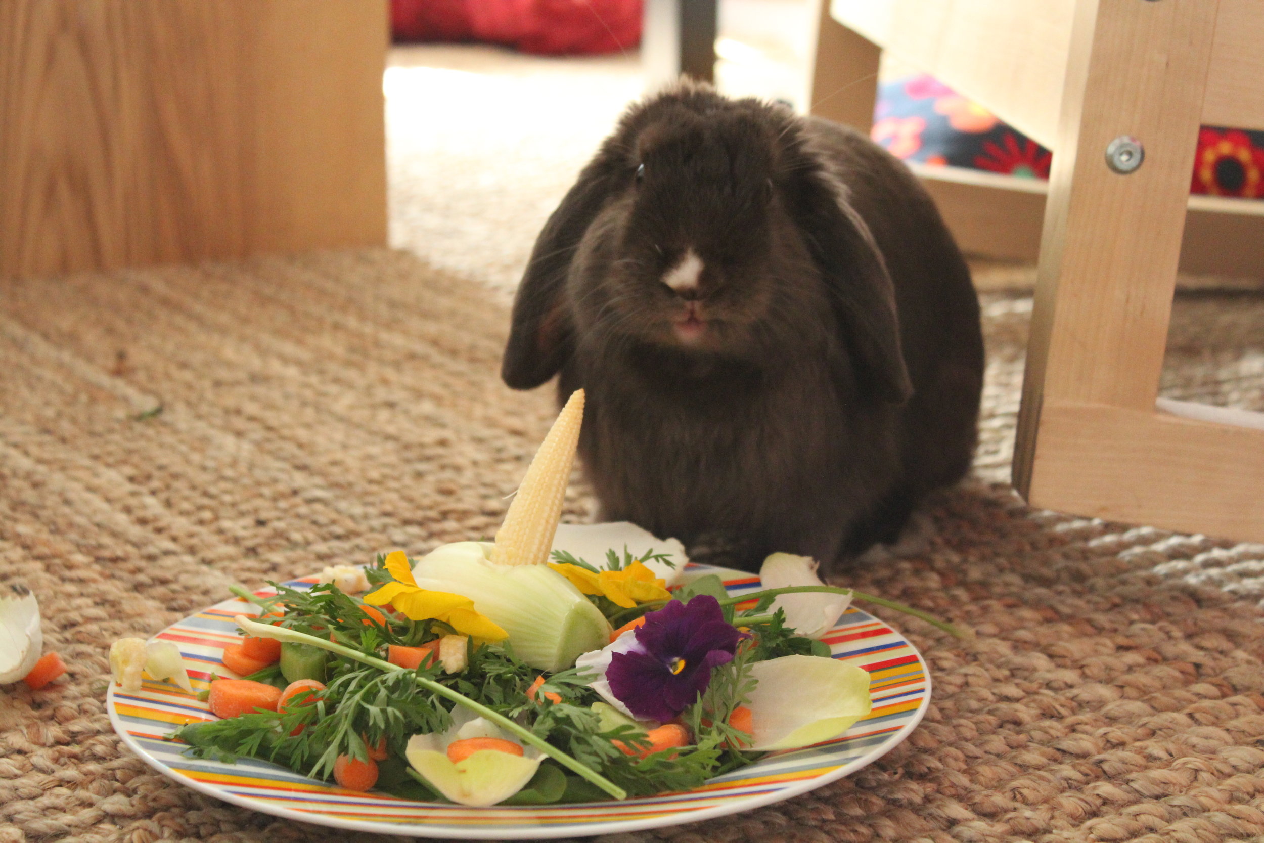 Bunny Gets a Special Meal for His Birthday 1