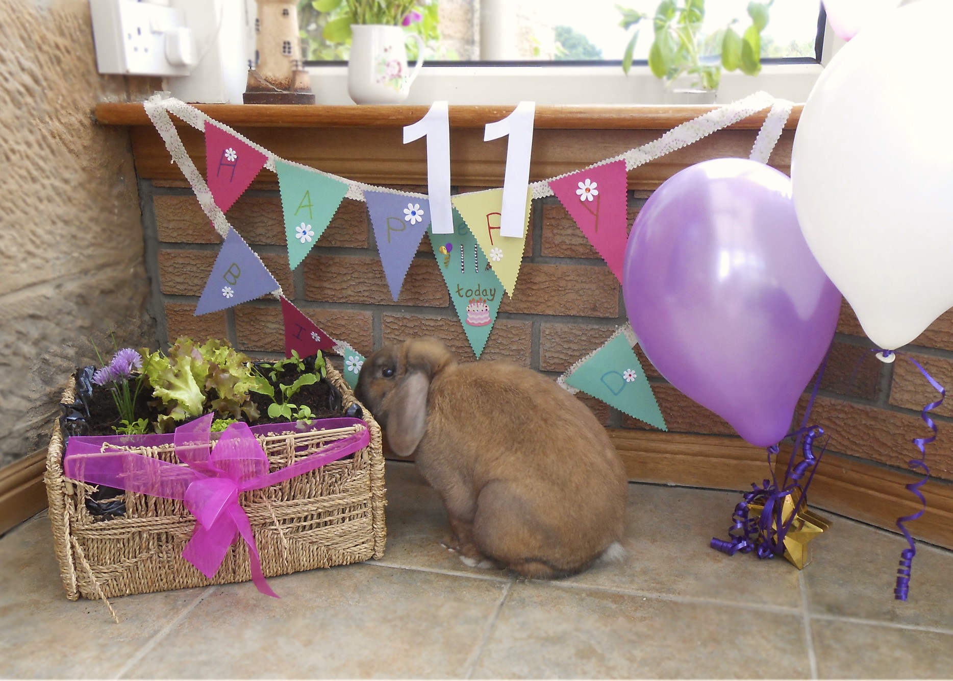Bunny Celebrates His Eleventh Birthday with a Garden Planted in His Favorite Chewable Basket