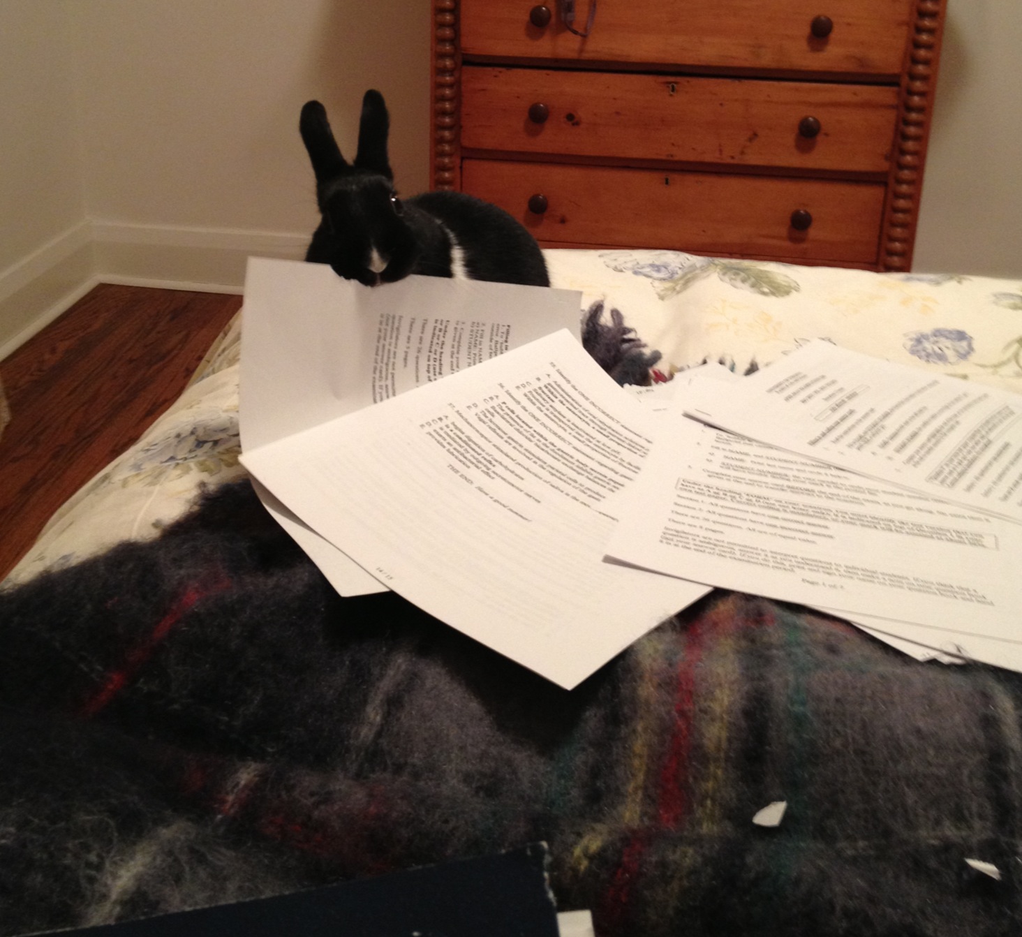 If Bunny Hides, Maybe His Human Won't Know Who Nibbled Her Notes 1