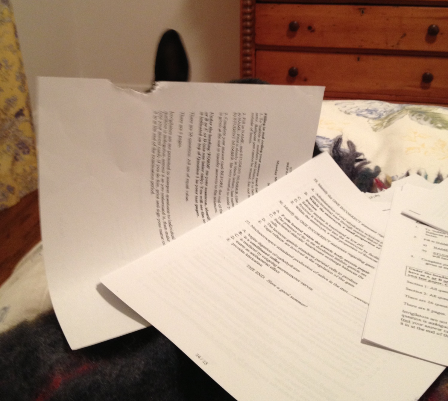 If Bunny Hides, Maybe His Human Won't Know Who Nibbled Her Notes 2