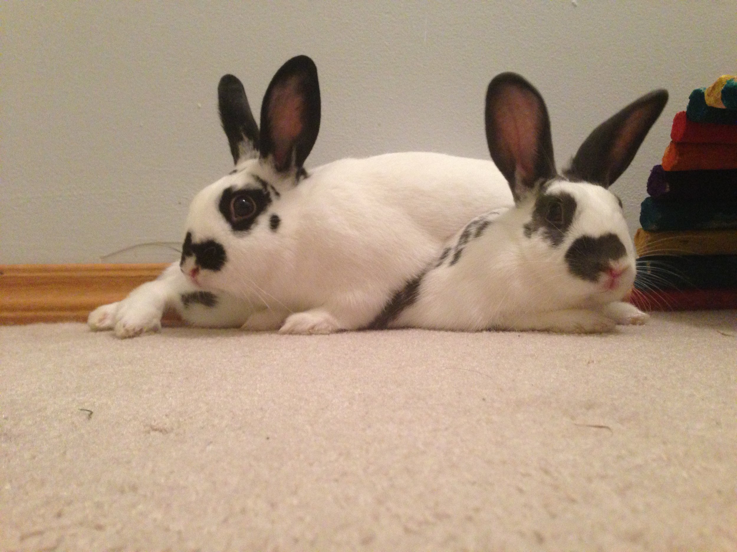 Bunny Protects His Sister from the Noisy Fireworks 1