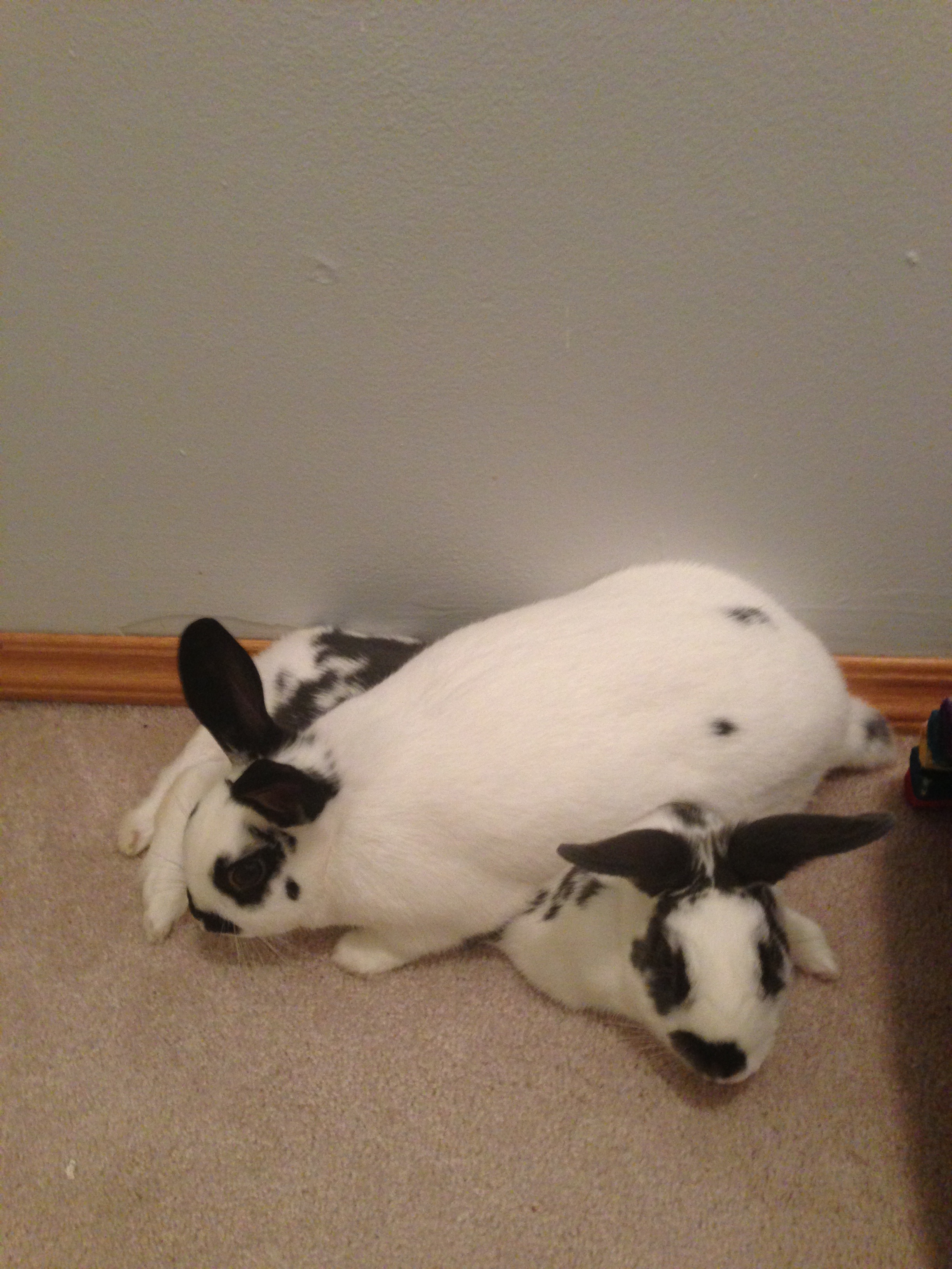 Bunny Protects His Sister from the Noisy Fireworks 2