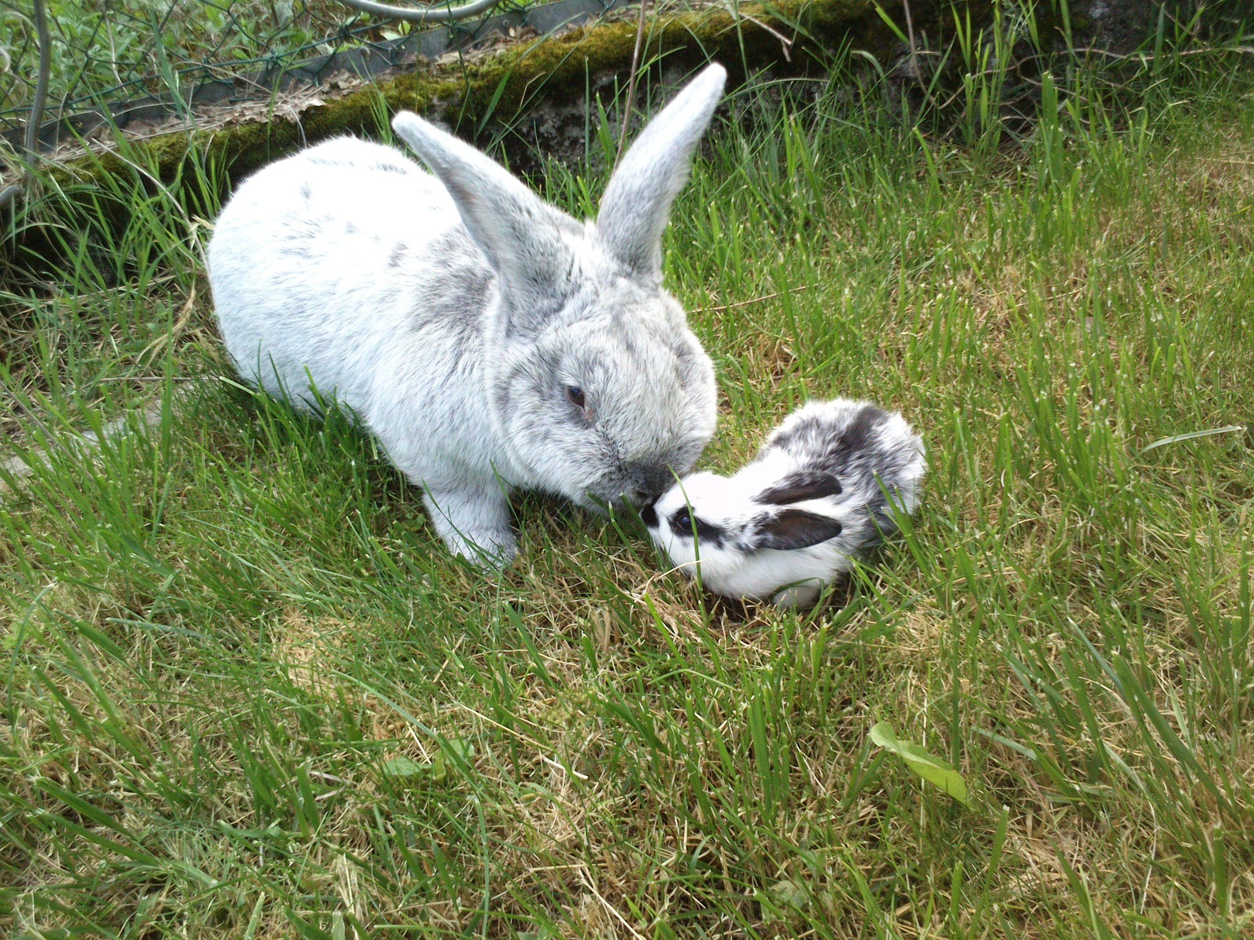 Big Bunny and Tiny Bunny Are Curious About Each Other