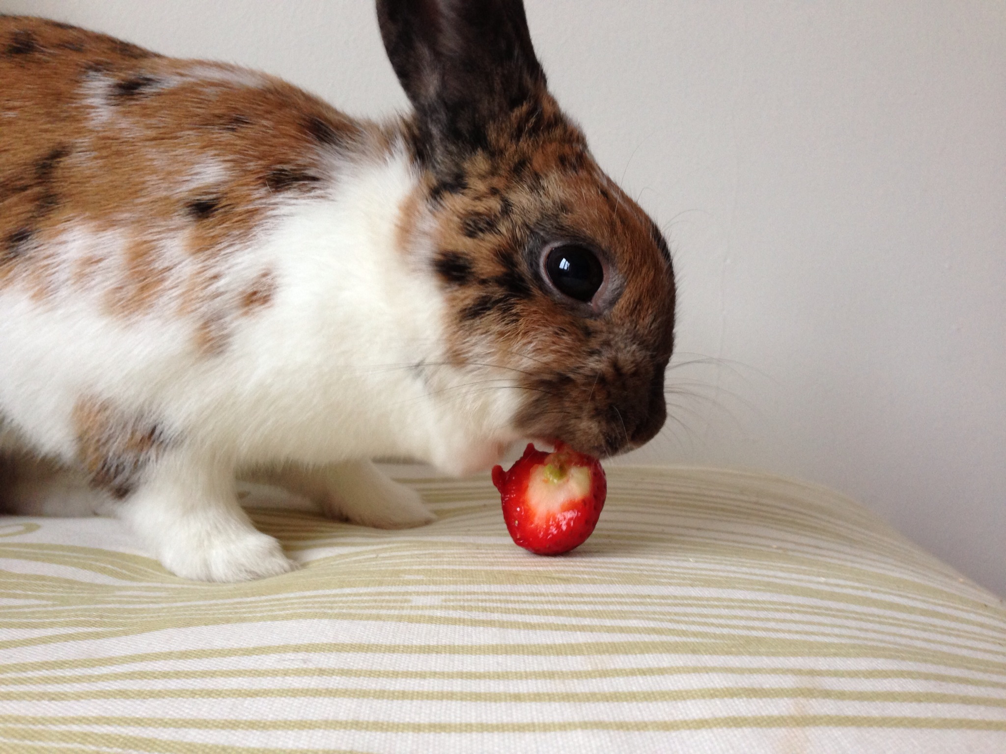 Bunny vs. Strawberry: A Photo Series 1
