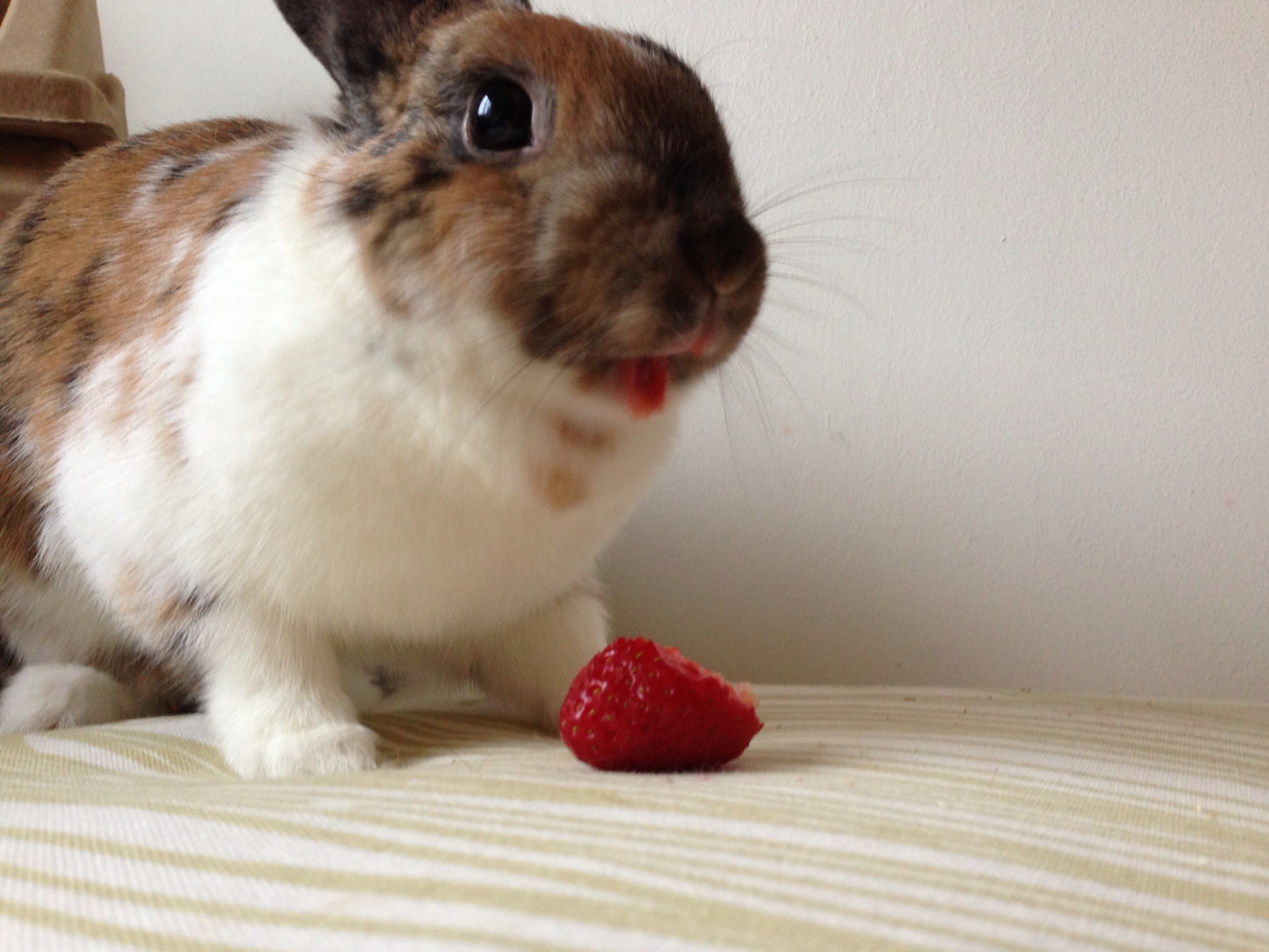 Bunny vs. Strawberry: A Photo Series 2