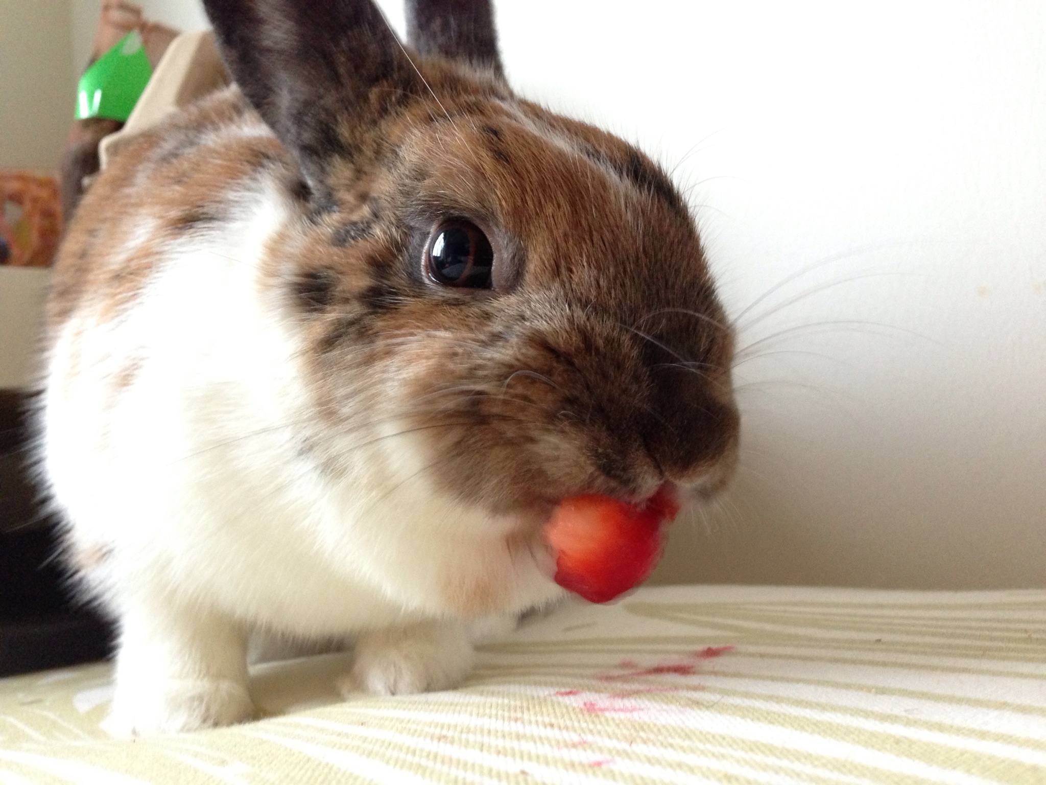 Bunny vs. Strawberry: A Photo Series 3