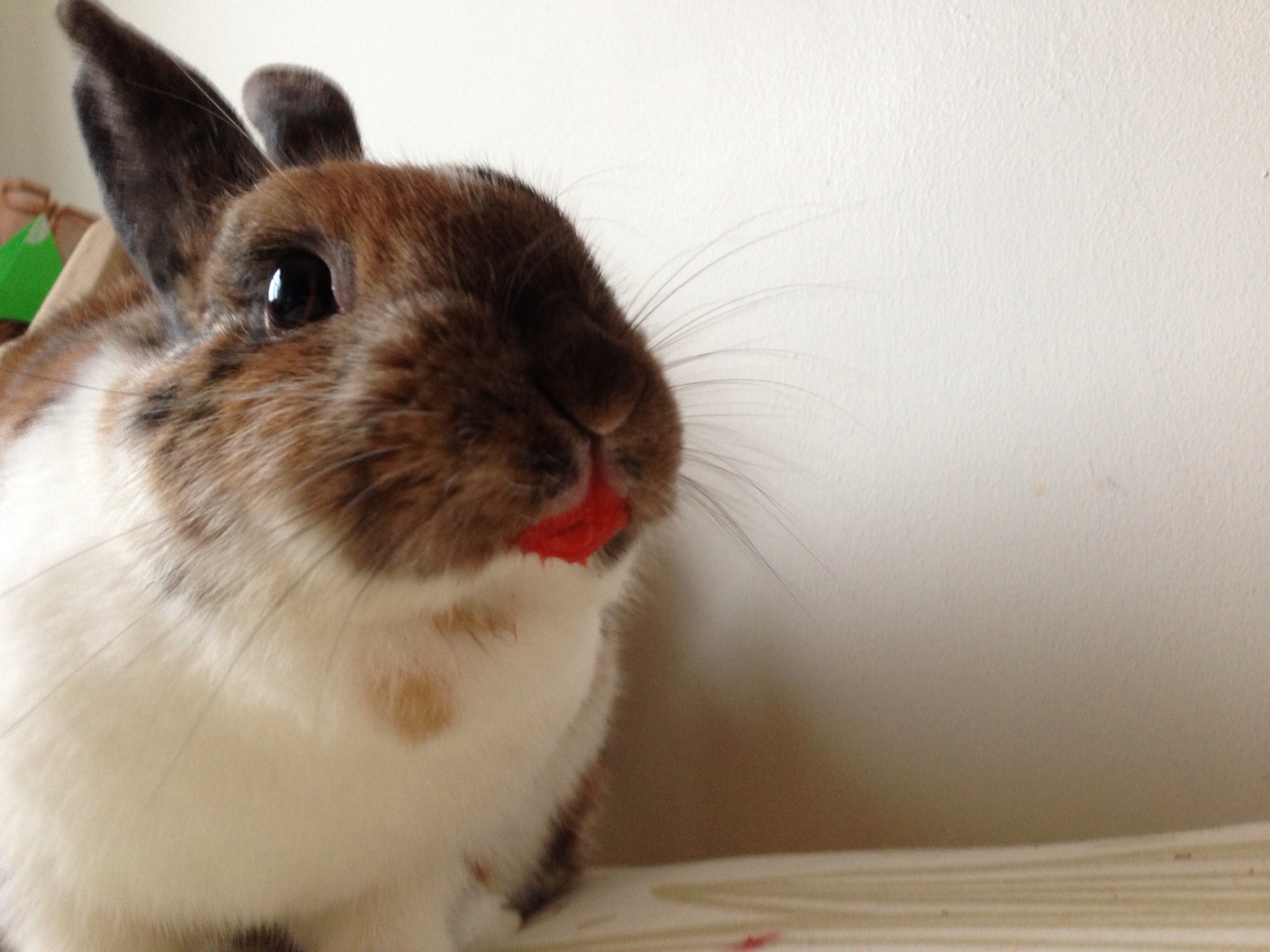 Bunny vs. Strawberry: A Photo Series 4