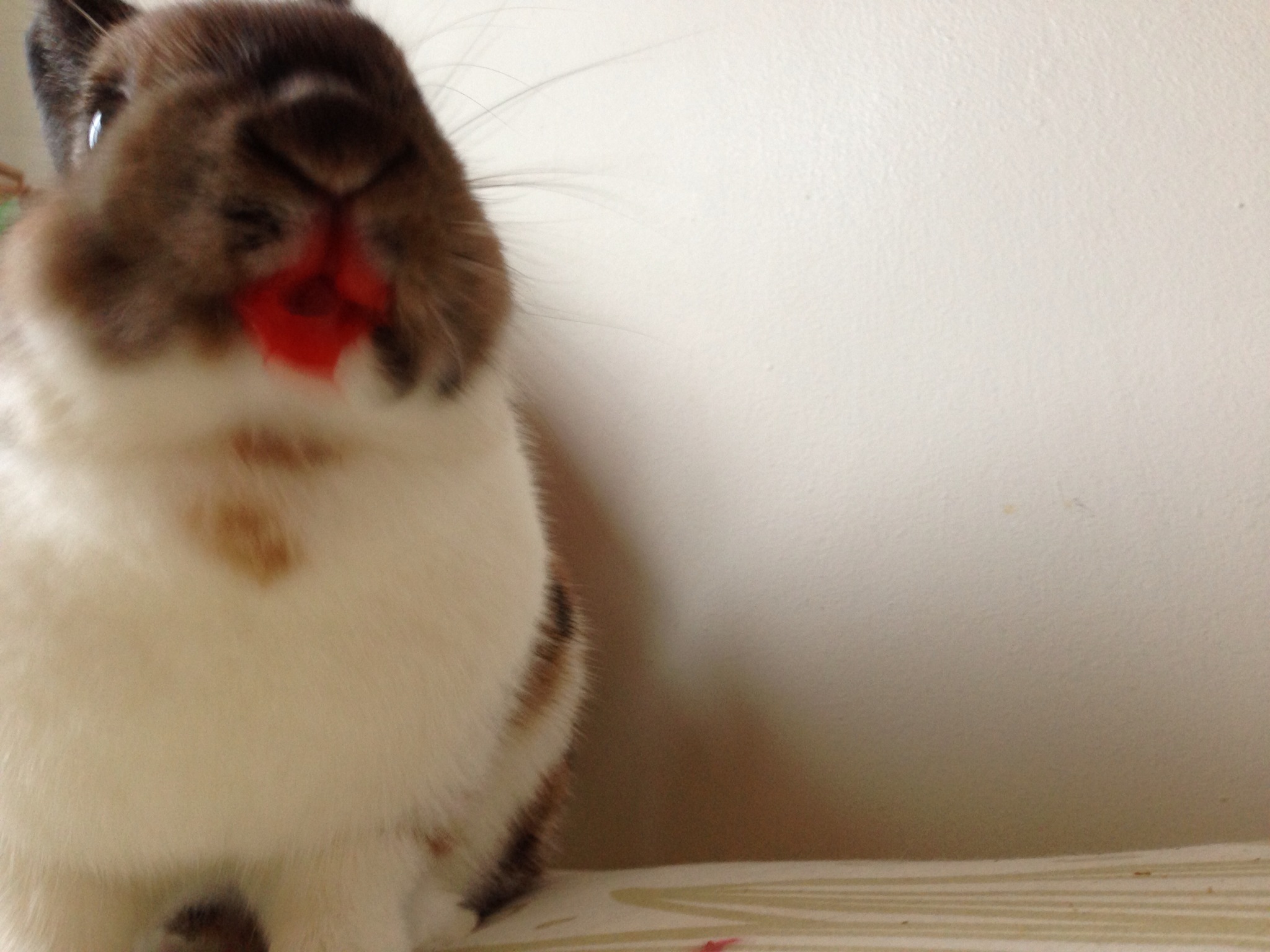 Bunny vs. Strawberry: A Photo Series 5