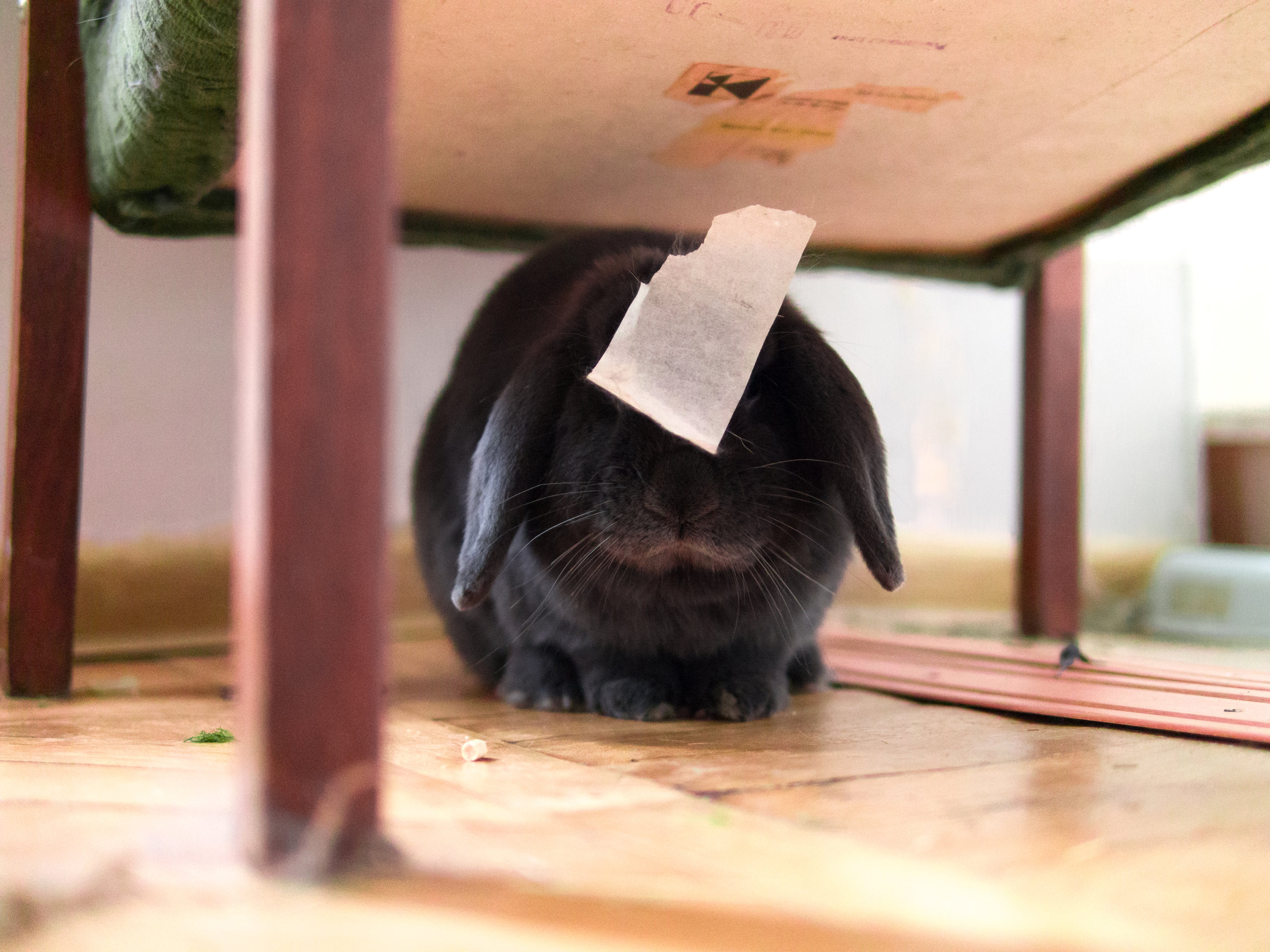 Evidence of Bunny's Mischief Is Stuck to His Head