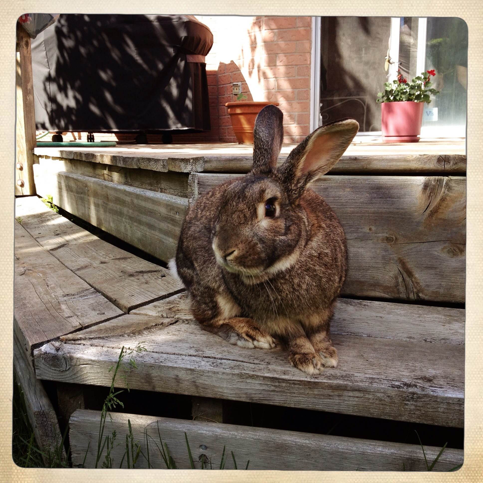 Bunny Contemplates Hopping off the Step and into the Grass