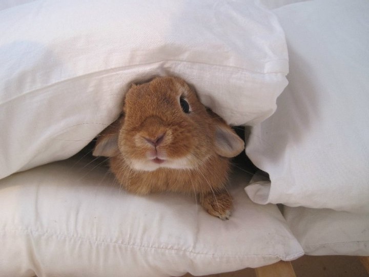 Boo! There's a Bunny in Your Pillows!
