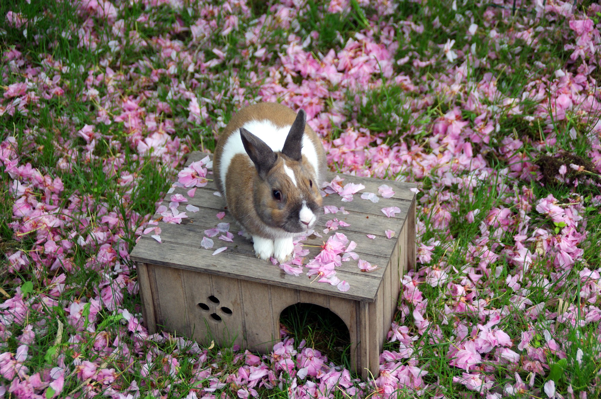 Bunny Stands on His House to Get a Better Look Around the Garden