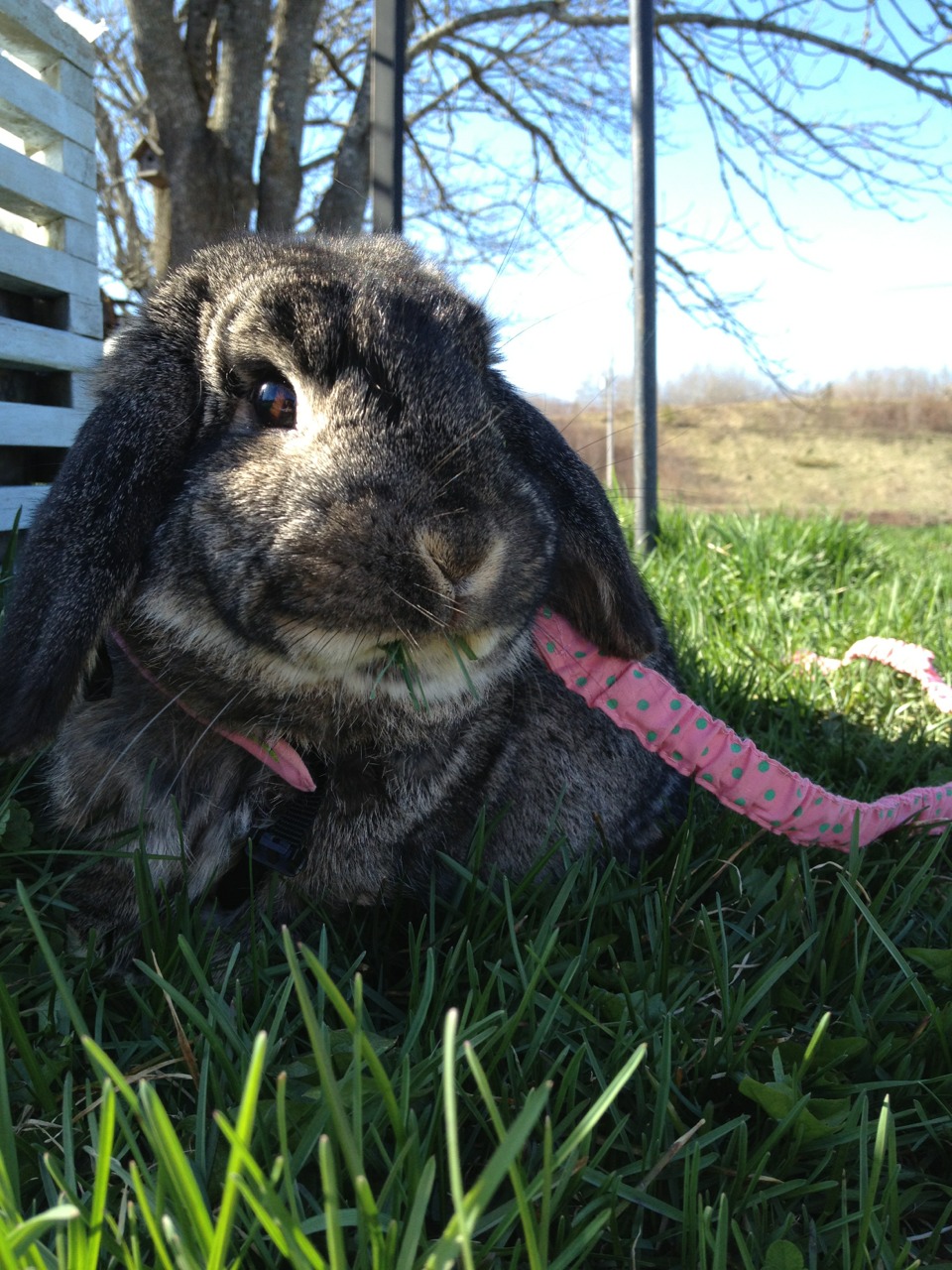 Bunny Has a Mouthful of Grass
