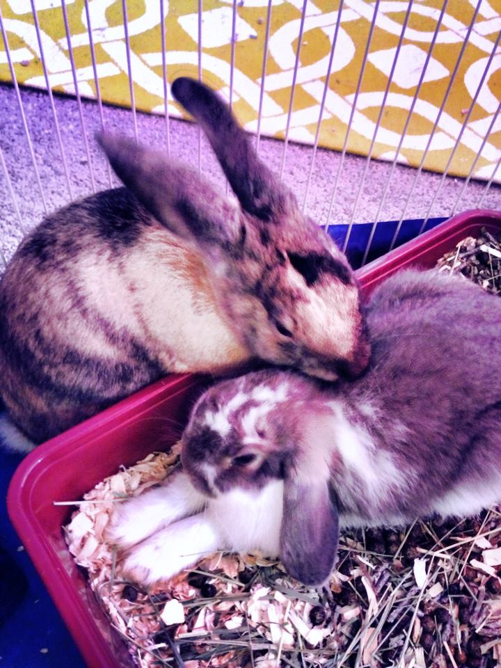 Bunny Welcomes His New Adopted Brother with a Bit of Grooming 1