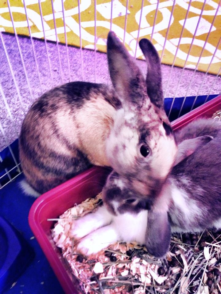 Bunny Welcomes His New Adopted Brother with a Bit of Grooming 2