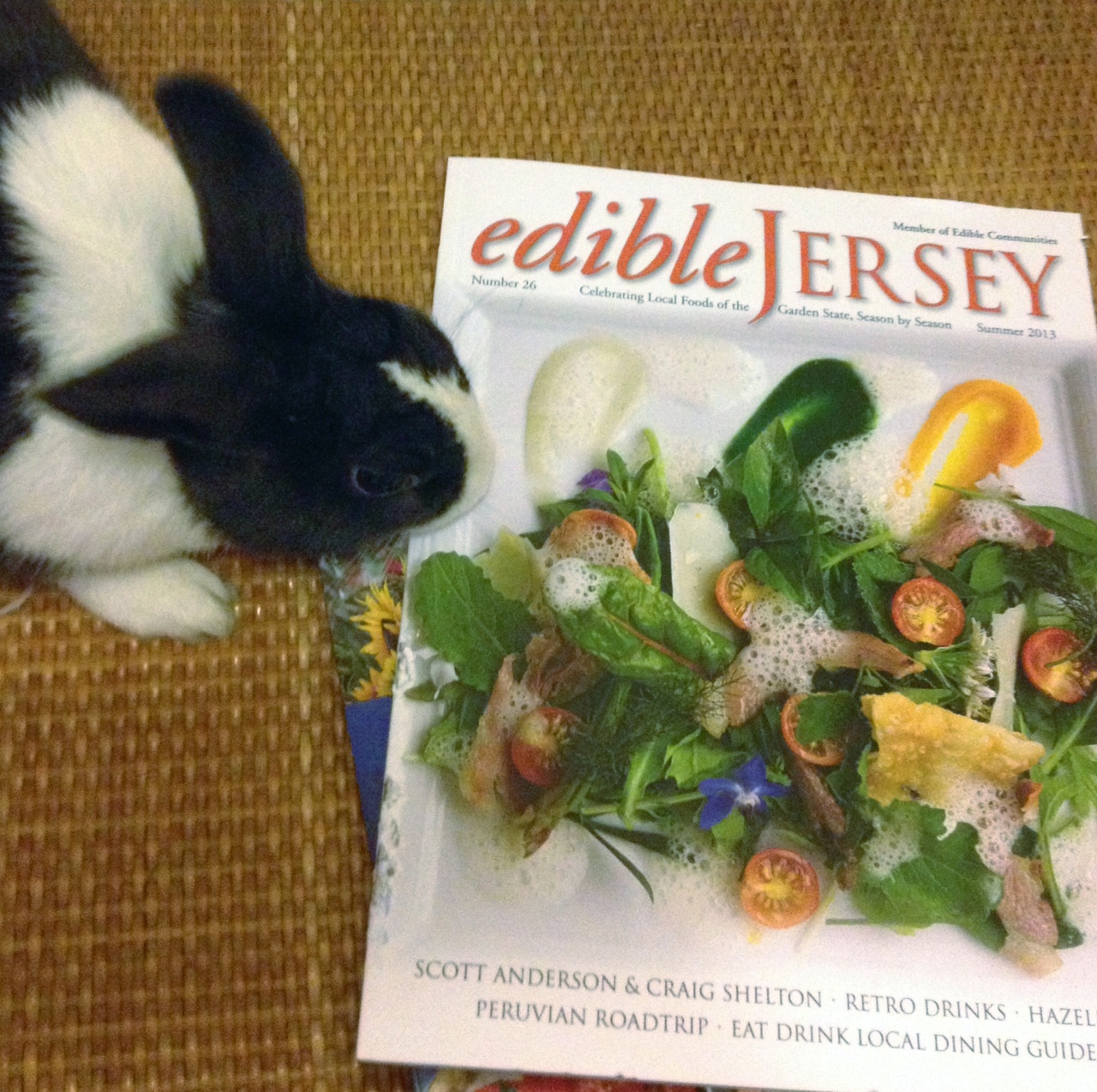 Bunny, Edible Magazine Isn't Meant to be Actually Eaten