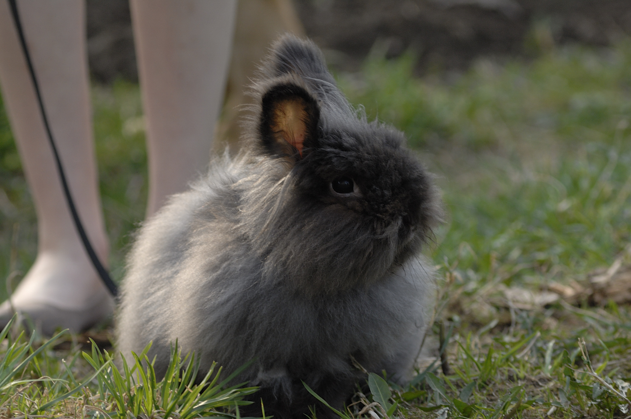 Super-Fluffy Bunny Gets Some Outdoor Time