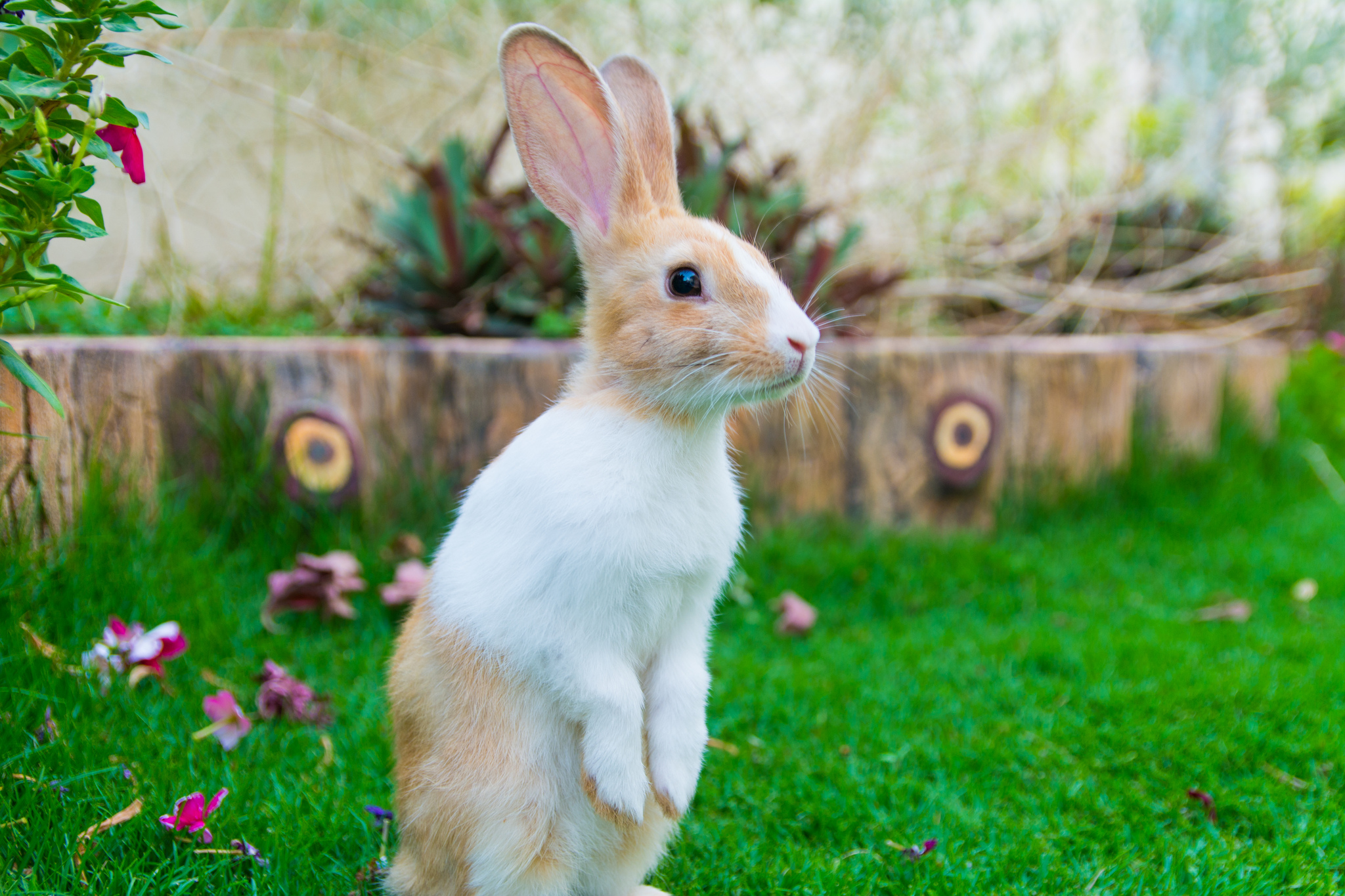 Bunny Stands Up to Gauge All That Binkying Space in the Yard